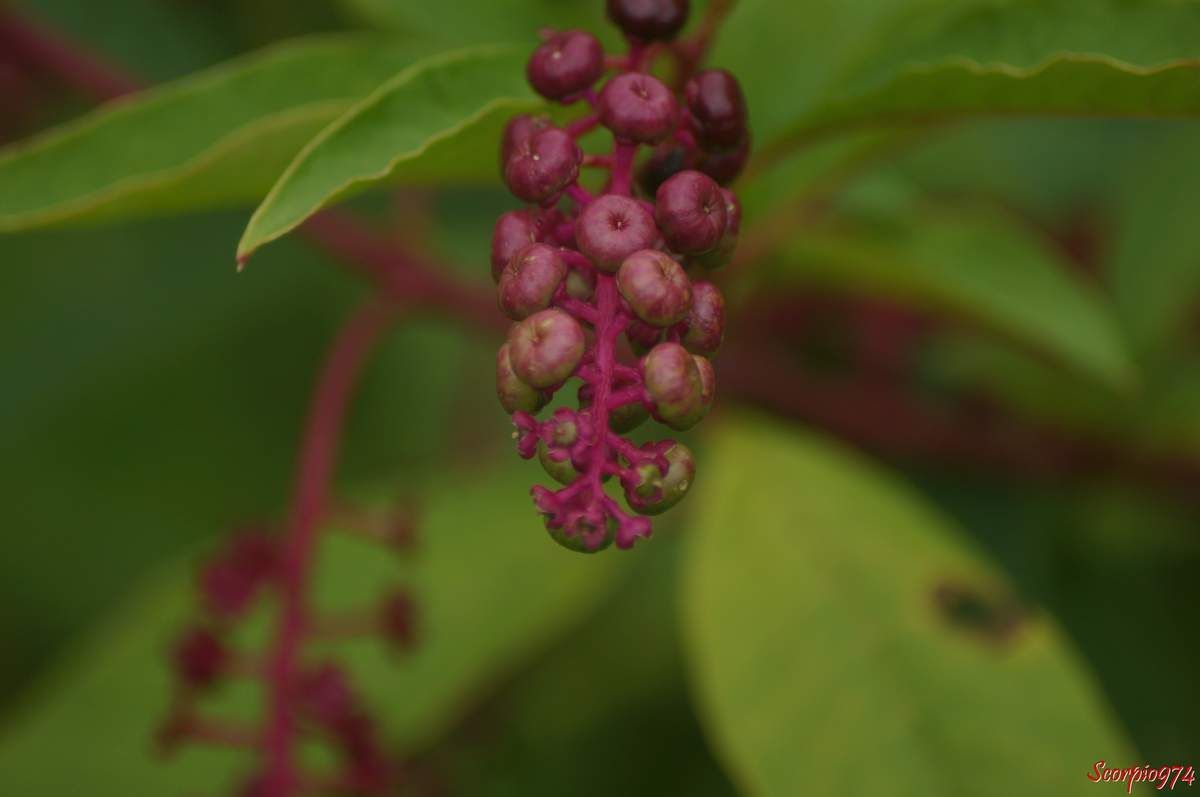 Faux vin, Baies, Phytolacca americana L., Phytolacca decandra L., Caryophyllales, Phytolaccaceae, Phytolacca L., Raisin d'Amérique, Phytolaque d'Amérique, Teintrurier.