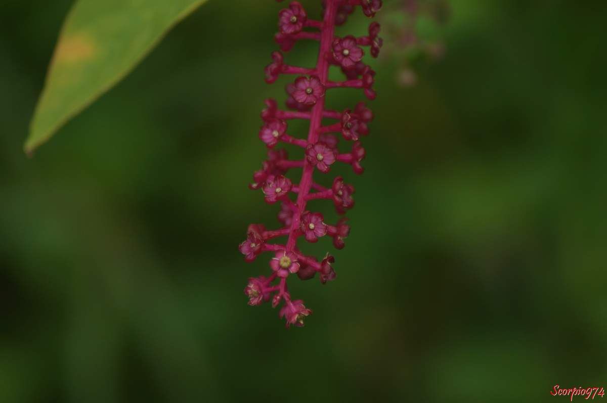 Faux vin, Baies, Phytolacca americana L., Phytolacca decandra L., Caryophyllales, Phytolaccaceae, Phytolacca L., Raisin d'Amérique, Phytolaque d'Amérique, Teintrurier.