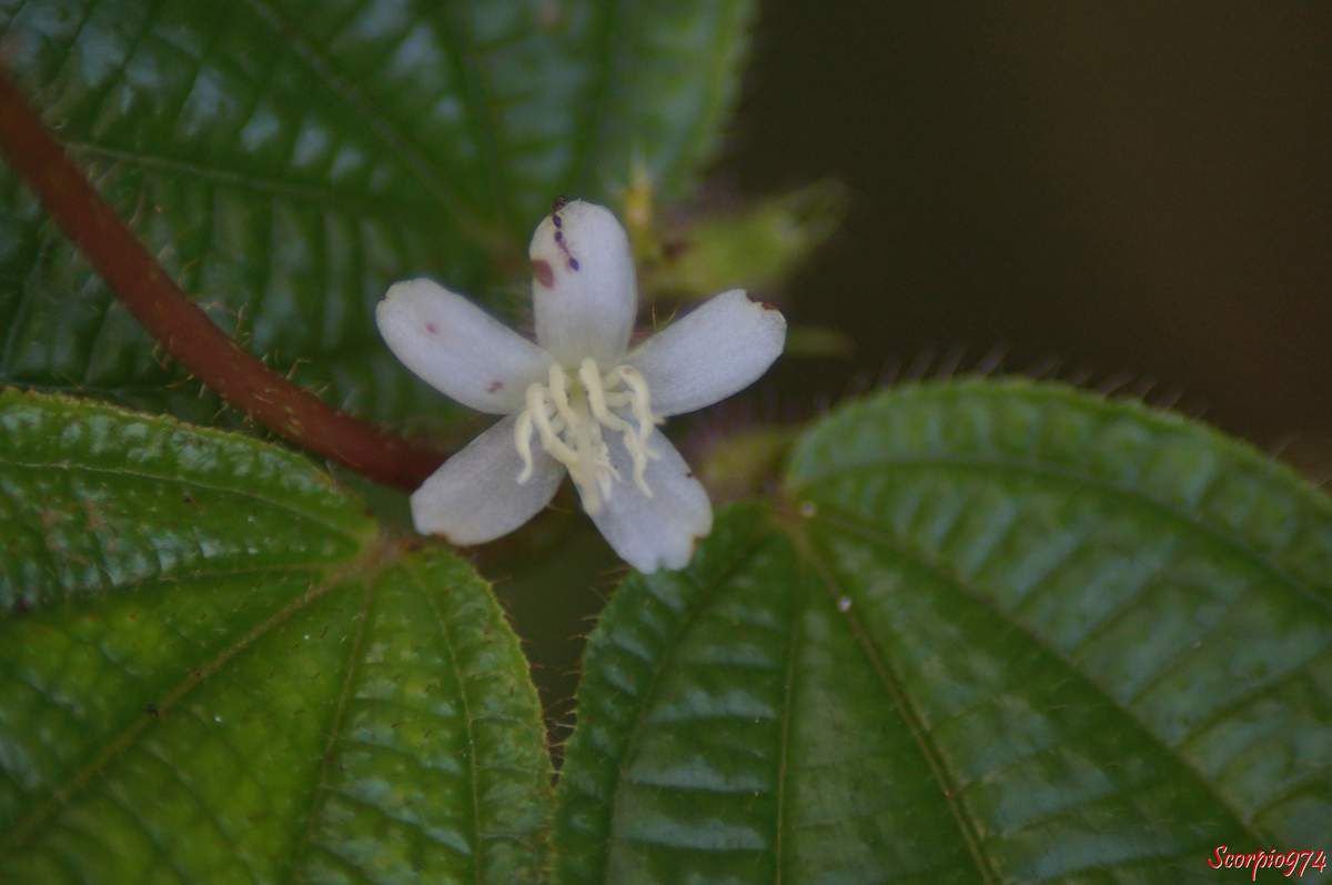 La fleur du Tabac bœuf (Clidemia hirta (L.) D. Don).