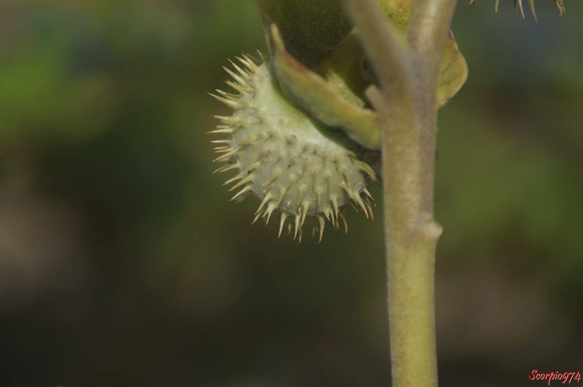Dature, Herbe à Sitarane, Fruit de la Réunion, drogue, effet hallucinogène, Datura trompette. Herbe à Sitarane, Dature inoxia Mill, Dature de Kunth, Datura meteloides DC. ex Dunal, Solanales, Solanaceae, Solanoideae, Datura L.