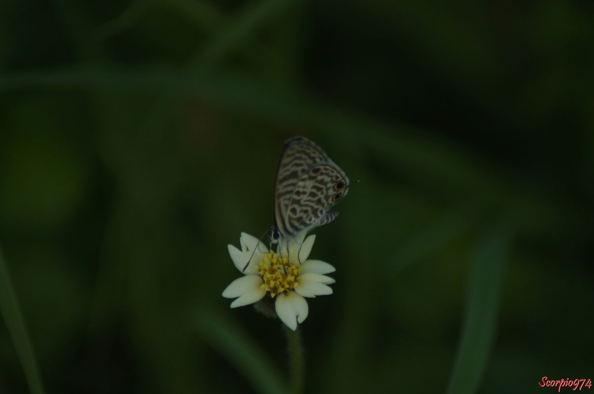 Azuré de la luzerne, Azuré de Lang, Leptotes pirithous (Linnaeus, 1767), Papilio pirithous (Linnaeus, 1767), Papilio telicanus (Lang, 1789), Lang's Short-tailed ou Blue Common Zebra Blue,  Tridax procumbens L., Herbe à lapin, Tridax marguerite, Herbe à cailles, Casse-tout-seul, Balbisia divaricata Cass.