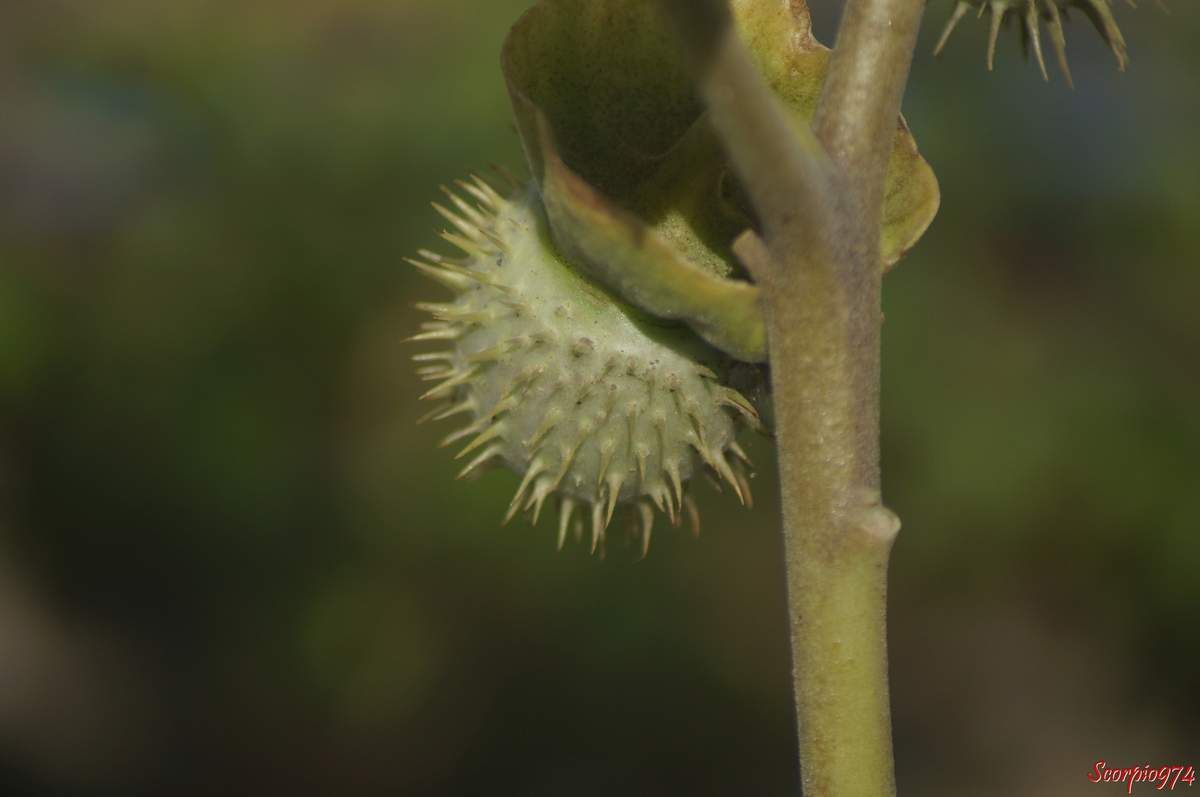Dature, Herbe à Sitarane, Fruit de la Réunion, drogue, effet hallucinogène, Datura trompette. Herbe à Sitarane, Dature inoxia Mill, Dature de Kunth, Datura meteloides DC. ex Dunal, Solanales, Solanaceae, Solanoideae, Datura L.