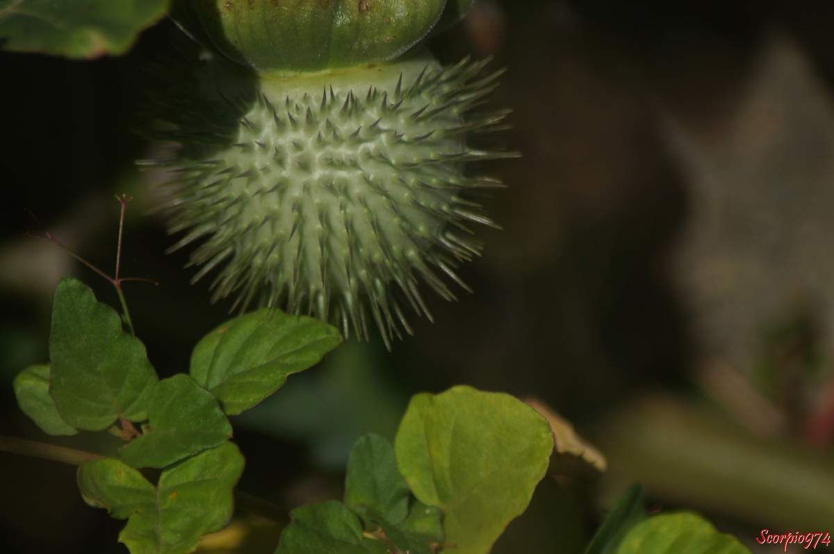 Dature, Herbe à Sitarane, Fruit de la Réunion, drogue, effet hallucinogène, Datura trompette. Herbe à Sitarane, Dature inoxia Mill, Dature de Kunth, Datura meteloides DC. ex Dunal, Solanales, Solanaceae, Solanoideae, Datura L.