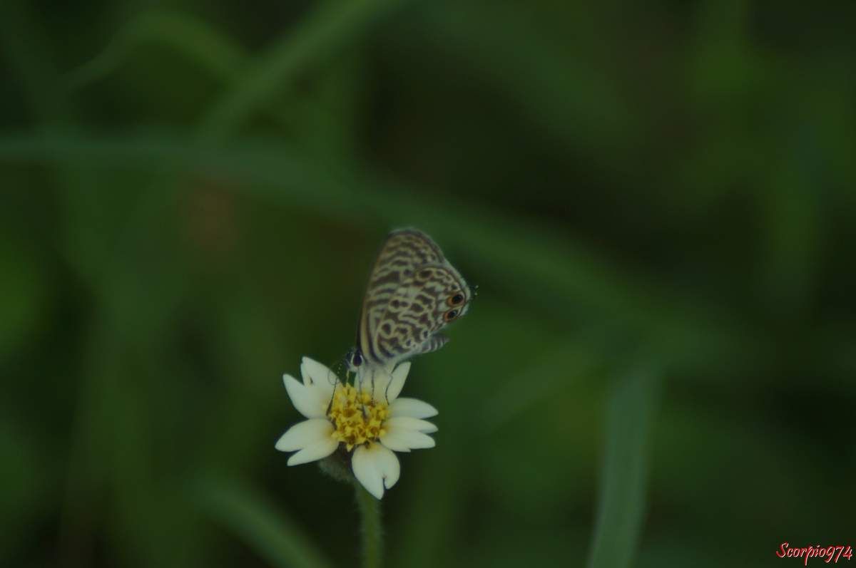 Un Azuré de la Luzerne sur une fleur d'Herbe lapin.