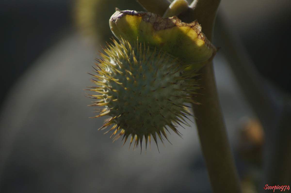 Dature, Herbe à Sitarane, Fruit de la Réunion, drogue, effet hallucinogène, Datura trompette. Herbe à Sitarane, Dature inoxia Mill, Dature de Kunth, Datura meteloides DC. ex Dunal, Solanales, Solanaceae, Solanoideae, Datura L.