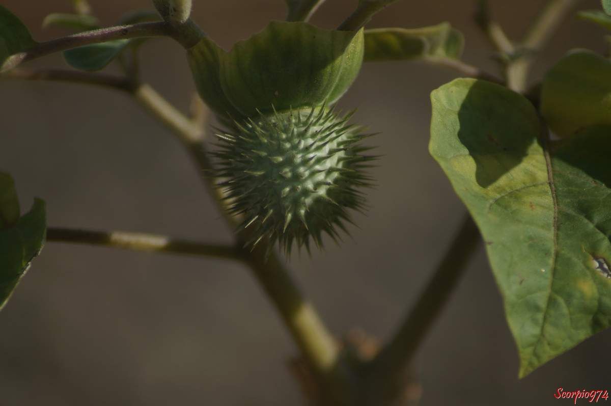 Dature, Herbe à Sitarane, Fruit de la Réunion, drogue, effet hallucinogène, Datura trompette. Herbe à Sitarane, Dature inoxia Mill, Dature de Kunth, Datura meteloides DC. ex Dunal, Solanales, Solanaceae, Solanoideae, Datura L.