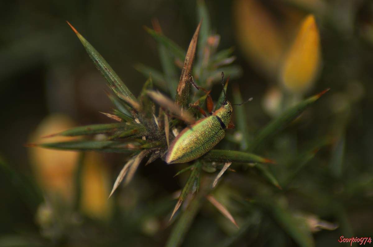 Cratopus de Boheman, Cratopus sumptuosus Boheman, 1834, Cratopus exquisitus Boheman 1840, Cratopus sandi Deyrolle 1863, Insecte, Coléoptère, espèce endémique de la Réunion; insecte de la Réunion.