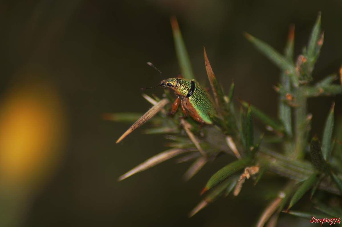 Cratopus de Boheman, Cratopus sumptuosus Boheman, 1834, Cratopus exquisitus Boheman 1840, Cratopus sandi Deyrolle 1863, Insecte, Coléoptère, espèce endémique de la Réunion; insecte de la Réunion.