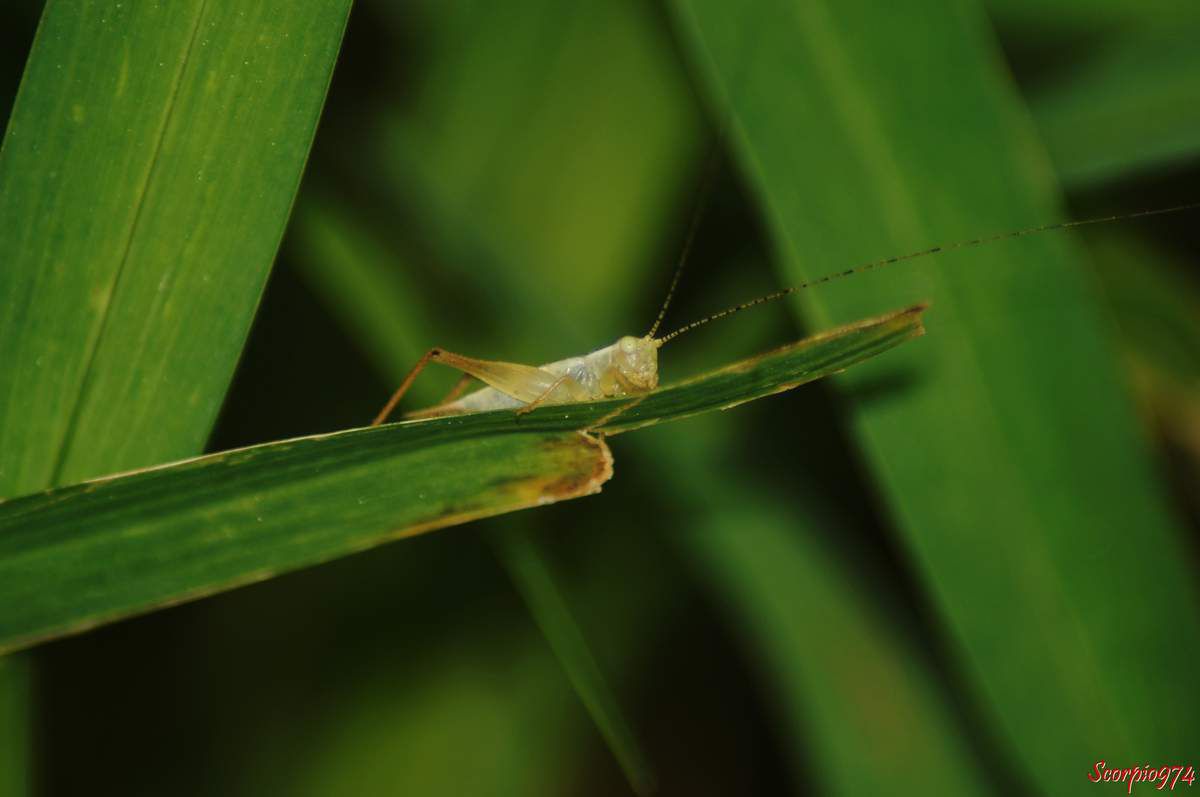 Euscyrtus bivittatus Guérin-Méneville, 1844, Laurepa discalis Walker, 1869, Euscyrtus maculipennis Chopard, 1912., grillon de la Réunion, Grillon, insecte brun et noir.