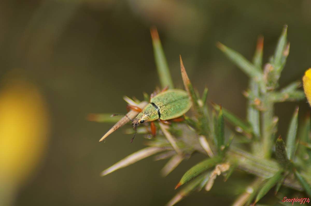 Cratopus de Boheman, Cratopus sumptuosus Boheman, 1834, Cratopus exquisitus Boheman 1840, Cratopus sandi Deyrolle 1863, Insecte, Coléoptère, espèce endémique de la Réunion; insecte de la Réunion.