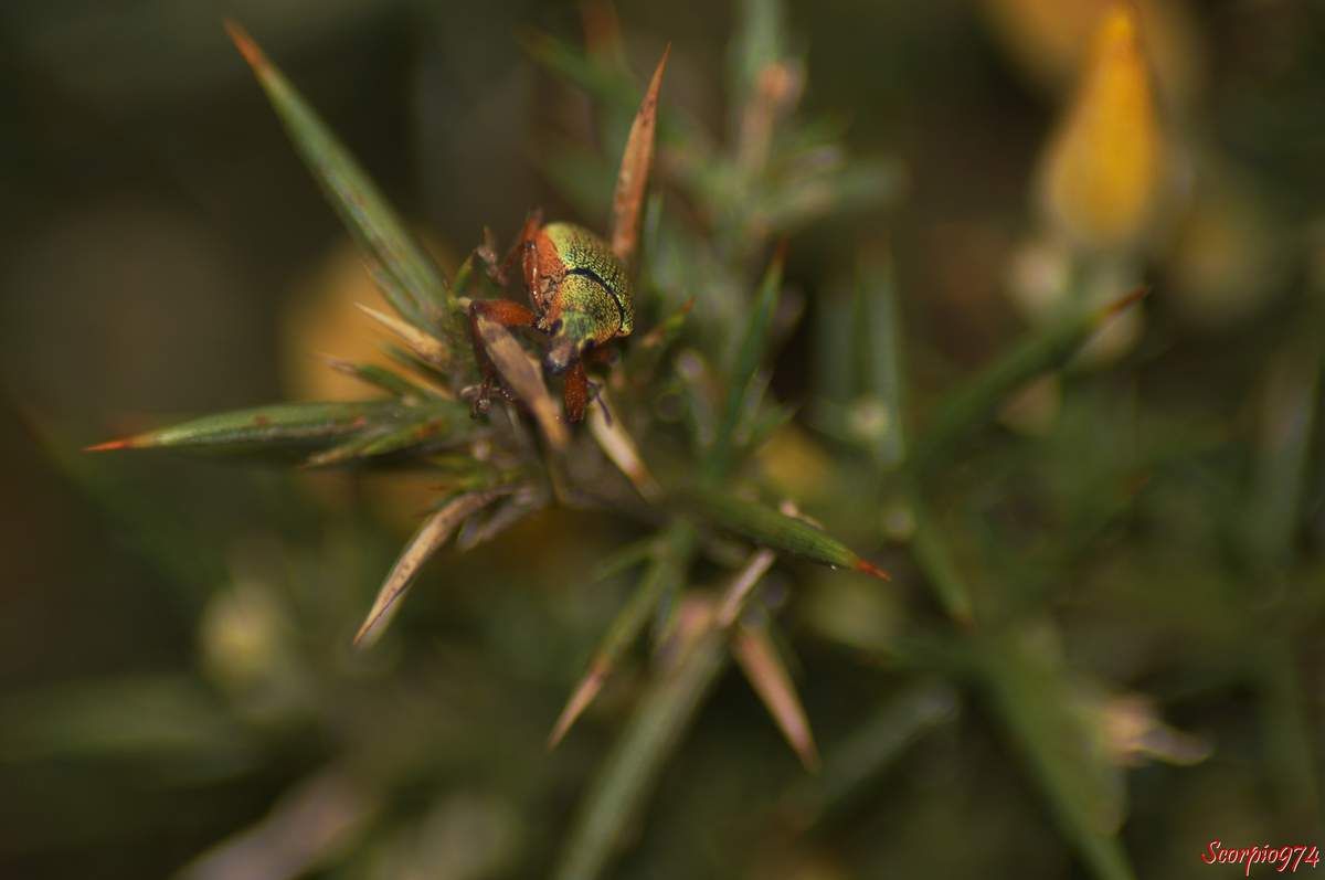 Cratopus de Boheman, Cratopus sumptuosus Boheman, 1834, Cratopus exquisitus Boheman 1840, Cratopus sandi Deyrolle 1863, Insecte, Coléoptère, espèce endémique de la Réunion; insecte de la Réunion.