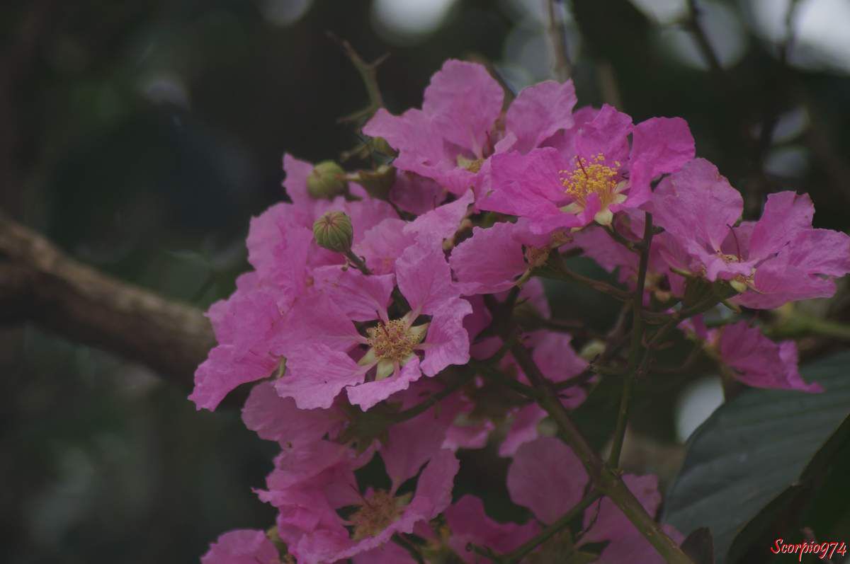La fleur du Grand Goyavier fleur (Lagerstroemia speciosa (L.) Pers).
