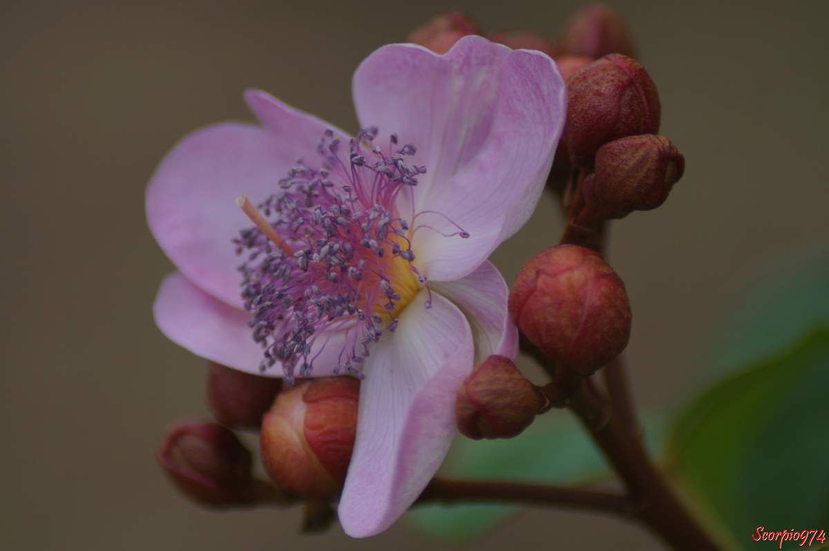 Roucou, Bixa orellana L., Roucouyer, Arbre Rouge à lèvres, Lipstick tree, Bixa americana Poir, Bixa katangensis Delpierre, Bixa odorata Ruiz & Pav. ex G. Don, Bixa purpurea Sweet, Bixa upatensis Ram. Goyenan, Orellana americana (Poir.) Kuntze, plante médicinale, plante médicinale à la Réunion