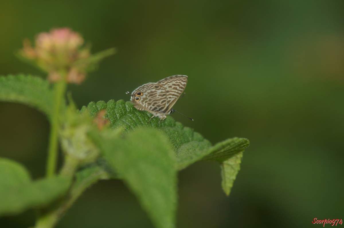Azuré de la luzerne, Azuré de Lang, Leptotes pirithous (Linnaeus, 1767), Papilio pirithous (Linnaeus, 1767), Papilio telicanus (Lang, 1789), Lang's Short-tailed ou Blue Common Zebra Blue,  Tridax procumbens L., Herbe à lapin, Tridax marguerite, Herbe à cailles, Casse-tout-seul, Balbisia divaricata Cass.