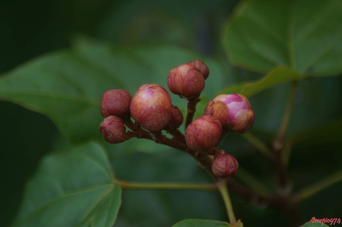 Roucou, Bixa orellana L., Roucouyer, Arbre Rouge à lèvres, Lipstick tree, Bixa americana Poir, Bixa katangensis Delpierre, Bixa odorata Ruiz & Pav. ex G. Don, Bixa purpurea Sweet, Bixa upatensis Ram. Goyenan, Orellana americana (Poir.) Kuntze, plante médicinale, plante médicinale à la Réunion