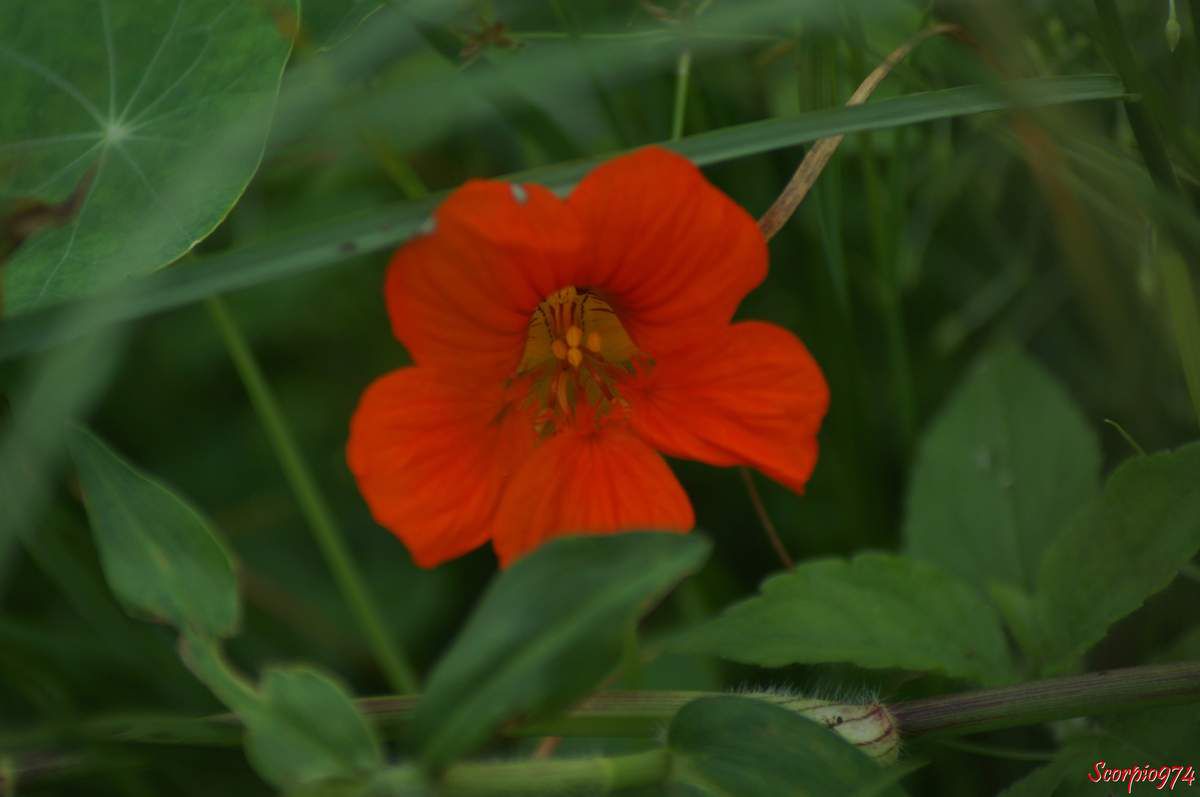 Grande capucine, Cresson du Pérou. Cresson des Indes. Cresson des Jésuites, Capucine. Nasturtium, Tropaeolum majus L, Cardamindum majus Moench, Tropaeolum pinnatum Andrews, Tropaeolum quinquelobum Bergius, Trophaeum majus (L.) Kuntze, fleur orange, fleur de capucine.