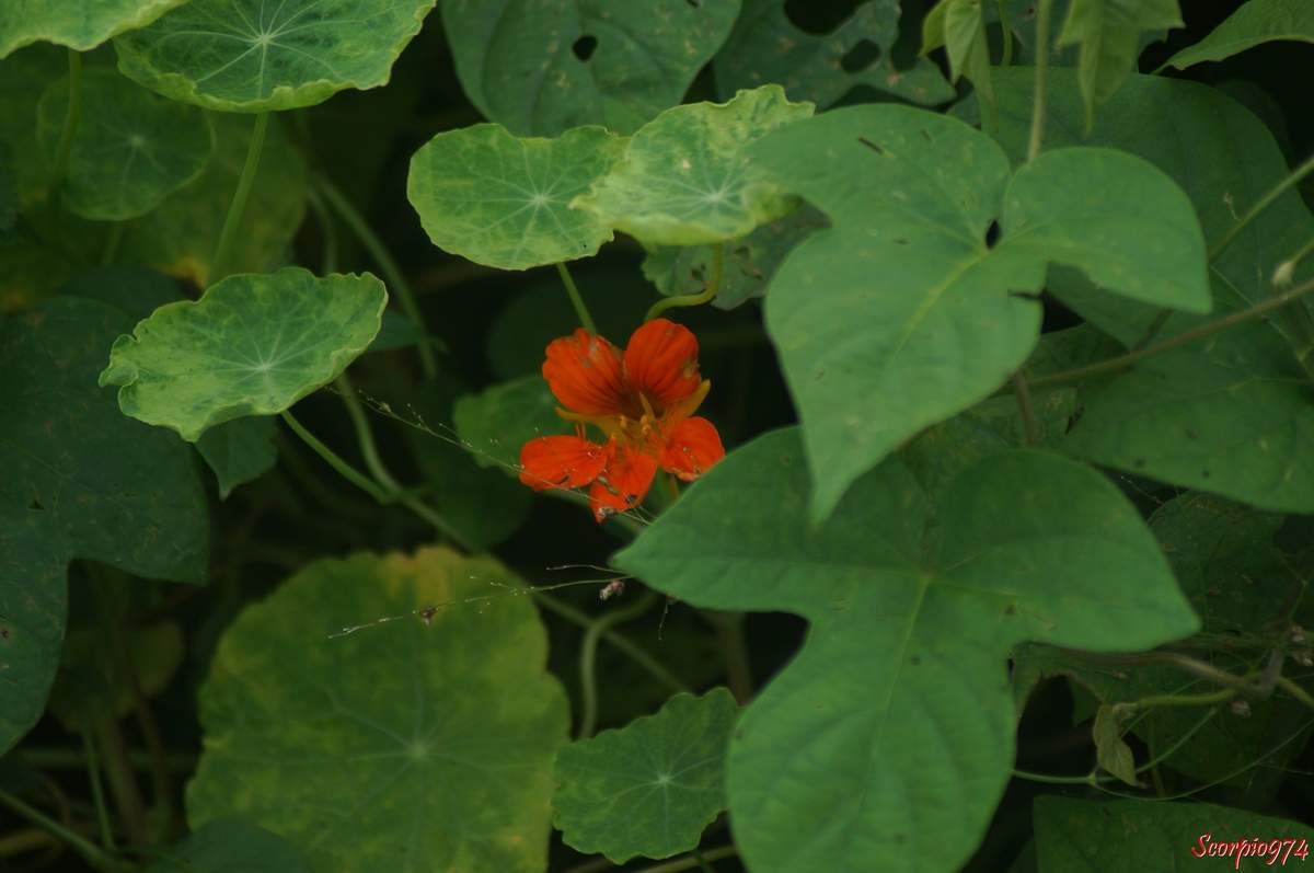 Grande capucine, Cresson du Pérou. Cresson des Indes. Cresson des Jésuites, Capucine. Nasturtium, Tropaeolum majus L, Cardamindum majus Moench, Tropaeolum pinnatum Andrews, Tropaeolum quinquelobum Bergius, Trophaeum majus (L.) Kuntze, fleur orange, fleur de capucine.
