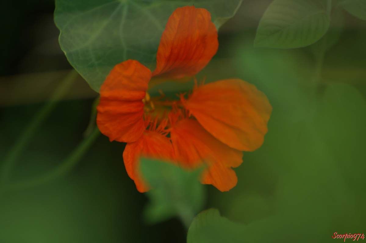Grande capucine, Cresson du Pérou. Cresson des Indes. Cresson des Jésuites, Capucine. Nasturtium, Tropaeolum majus L, Cardamindum majus Moench, Tropaeolum pinnatum Andrews, Tropaeolum quinquelobum Bergius, Trophaeum majus (L.) Kuntze, fleur orange, fleur de capucine.