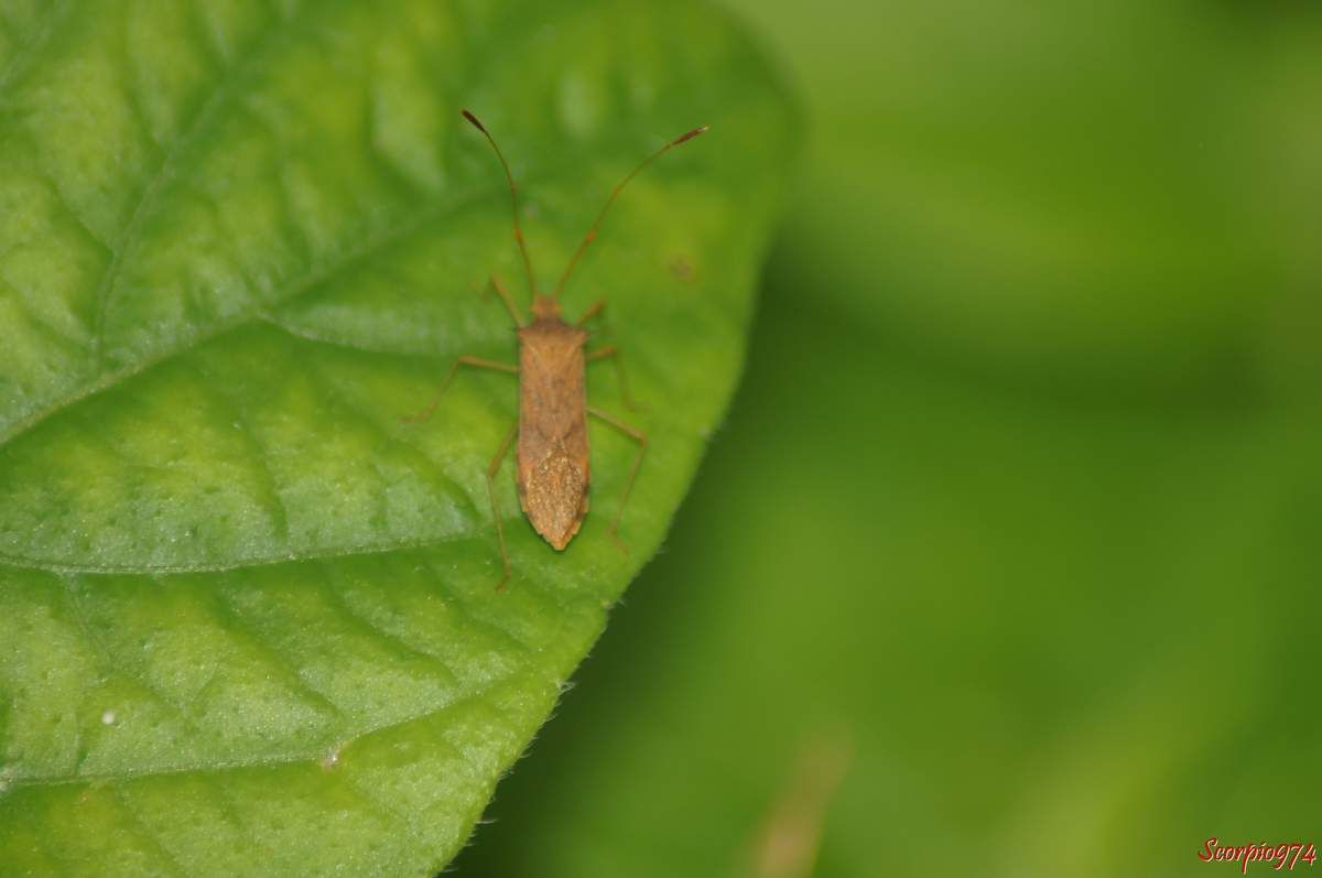 La punaise Cletus ochraceus ochraceus (Herrich-Schäffer, 1840).