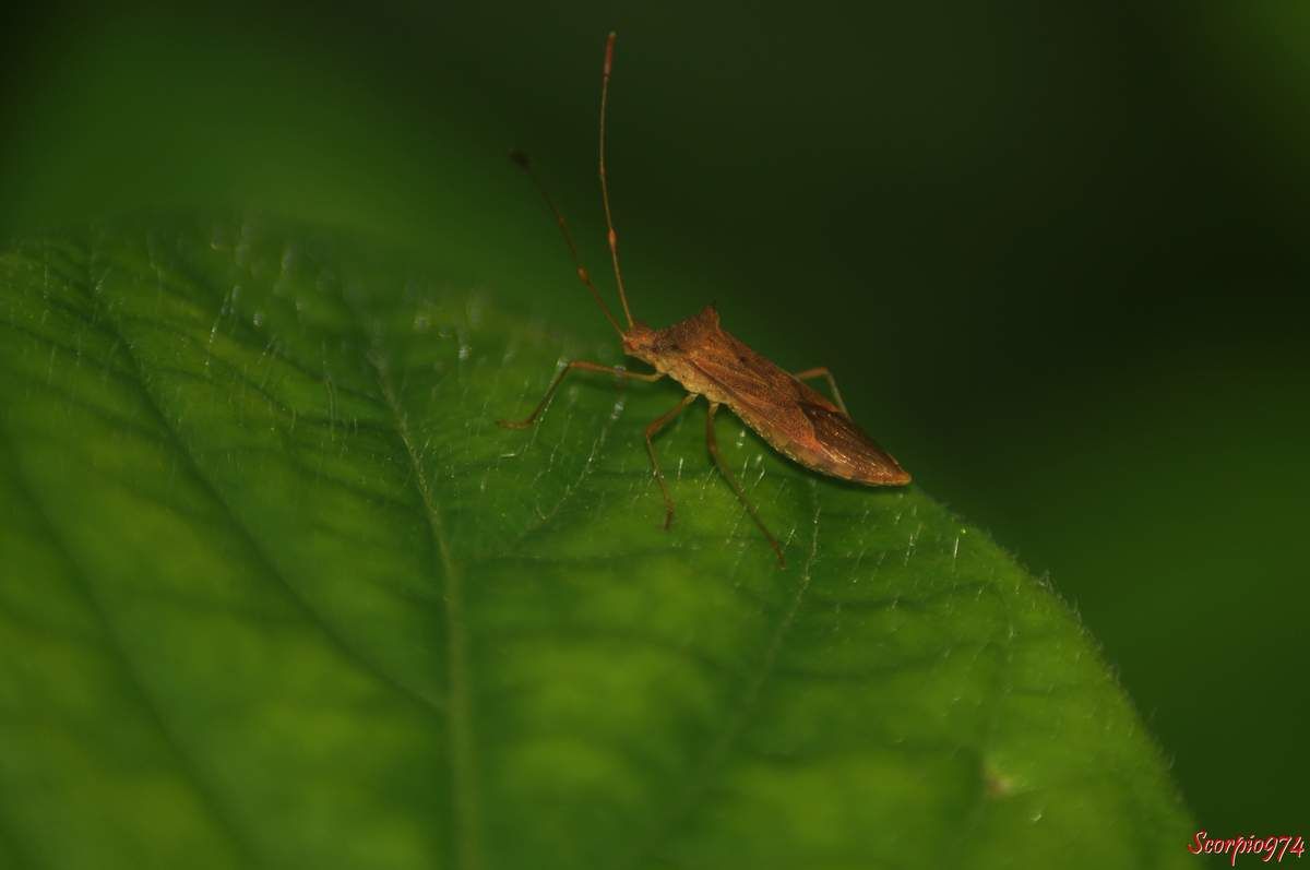 Cletus ochraceus borealis (Blöte, 1935), Cletus ochraceus fuscescens (Walker, 1871), Cletus ochraceus ochraceus (Herrich-Schäffer, 1840), Cletus ochraceus perturbatus (Hesse, 1935), Cletus ochraceus ochraceus (Herrich-Schäffer, 1840), punaise, insecte de la Réunion, Punaise de la Réunion.
