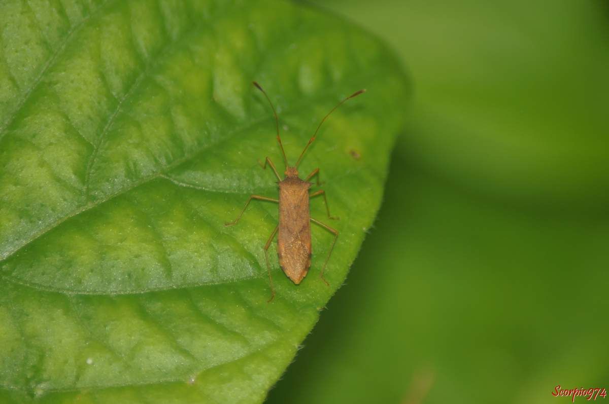 Cletus ochraceus borealis (Blöte, 1935), Cletus ochraceus fuscescens (Walker, 1871), Cletus ochraceus ochraceus (Herrich-Schäffer, 1840), Cletus ochraceus perturbatus (Hesse, 1935), Cletus ochraceus ochraceus (Herrich-Schäffer, 1840), punaise, insecte de la Réunion, Punaise de la Réunion.