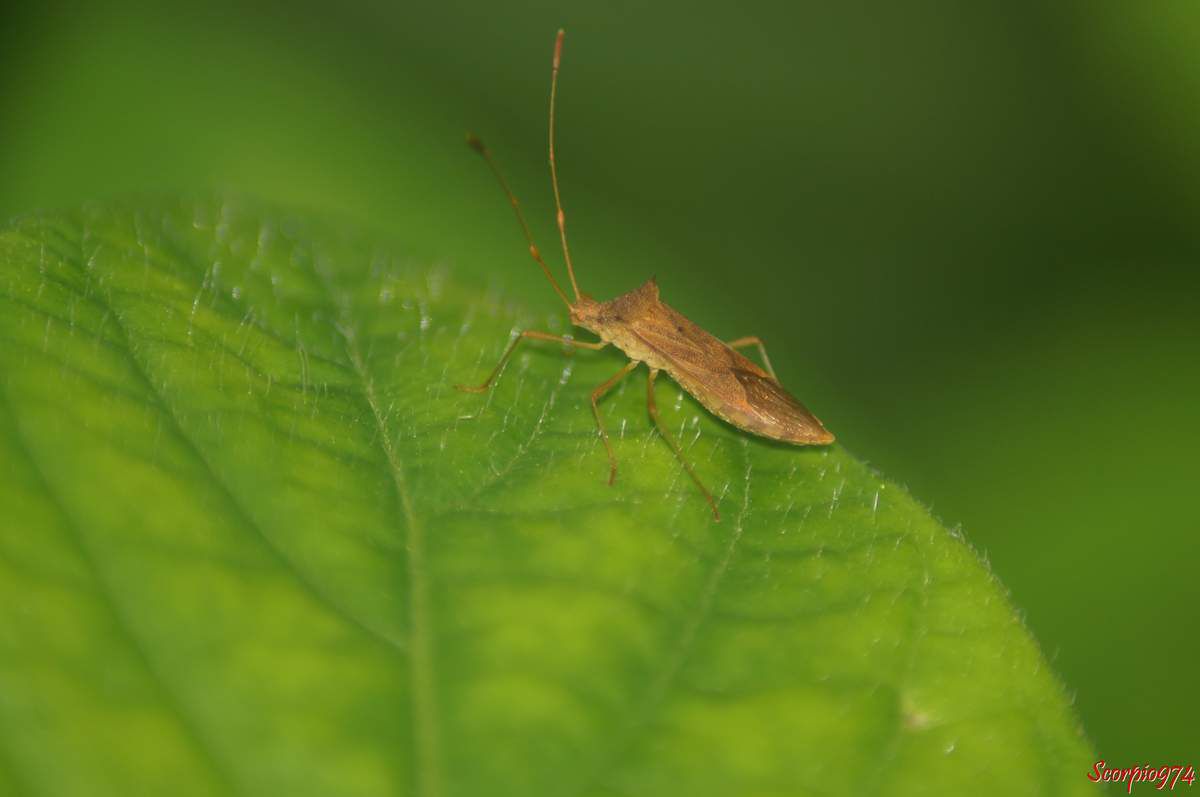 Cletus ochraceus borealis (Blöte, 1935), Cletus ochraceus fuscescens (Walker, 1871), Cletus ochraceus ochraceus (Herrich-Schäffer, 1840), Cletus ochraceus perturbatus (Hesse, 1935), Cletus ochraceus ochraceus (Herrich-Schäffer, 1840), punaise, insecte de la Réunion, Punaise de la Réunion.