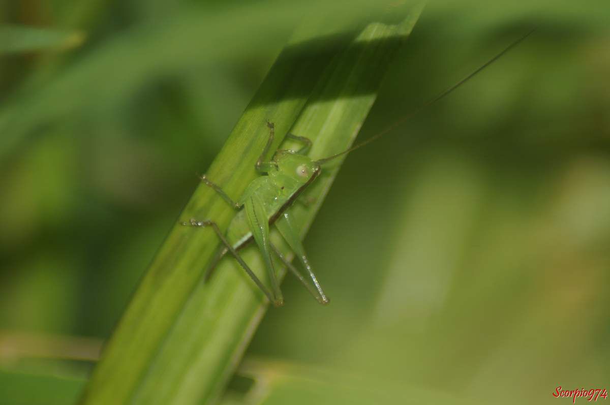 Conocephalus iris (Audinet-Serville, 1838), sauterelle, sauterelle 974, sauterelle Réunion, sauterelle à la Réunion, sauterelle de la Réunion, larve sauterelle, larve de sauterelle, larve de sauterelle 974, larve de sauterelle Réunion, larve de sauterelle à la Réunion, lare de sauterelle de la Réunion, larve sauterelle 974, larve sauterelle Réunion, larve sauterelle de la Réunion, larve sauterelle à la Réunion, insecte vert, insecte vert à la Réunion, insecte vert Réunion, insecte vert de la Réunion, insecte vert 974, insecte vert grandes antennes. larve, larve 974, larve à la Réunion