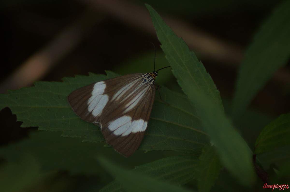 Deilemera howa. - Deilemera madagascarica. - Deilemera Pauli. - Leptosoma insulare. - Leptosoma concors Bulter, 1879. - Nychthemera rasana Mabille, 1879, Nyctemera insulare (Boisduval, 1833), papilon noir et blanc, papillon noire et blanc de la Réunion, papillon de la Réunion, papillon moyen de la Réunion