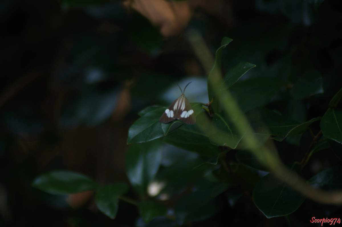 Deilemera howa. - Deilemera madagascarica. - Deilemera Pauli. - Leptosoma insulare. - Leptosoma concors Bulter, 1879. - Nychthemera rasana Mabille, 1879, Nyctemera insulare (Boisduval, 1833), papilon noir et blanc, papillon noire et blanc de la Réunion, papillon de la Réunion, papillon moyen de la Réunion