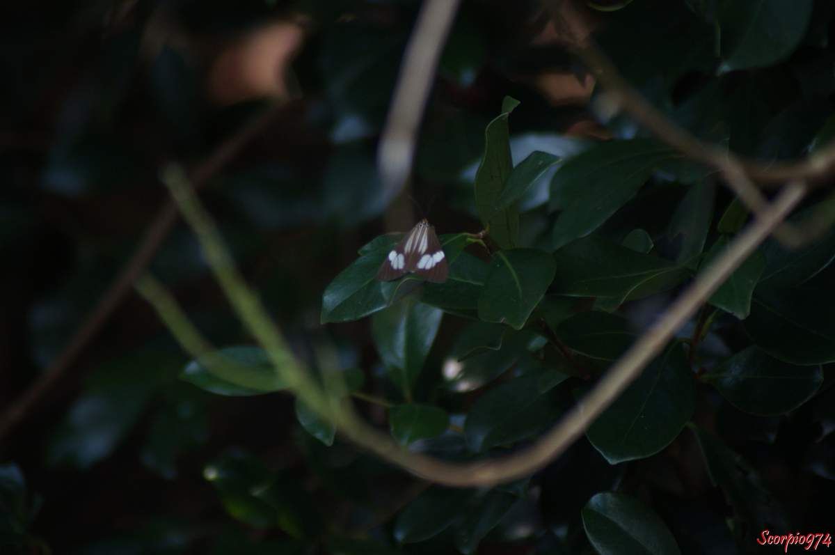 Deilemera howa. - Deilemera madagascarica. - Deilemera Pauli. - Leptosoma insulare. - Leptosoma concors Bulter, 1879. - Nychthemera rasana Mabille, 1879, Nyctemera insulare (Boisduval, 1833), papilon noir et blanc, papillon noire et blanc de la Réunion, papillon de la Réunion, papillon moyen de la Réunion