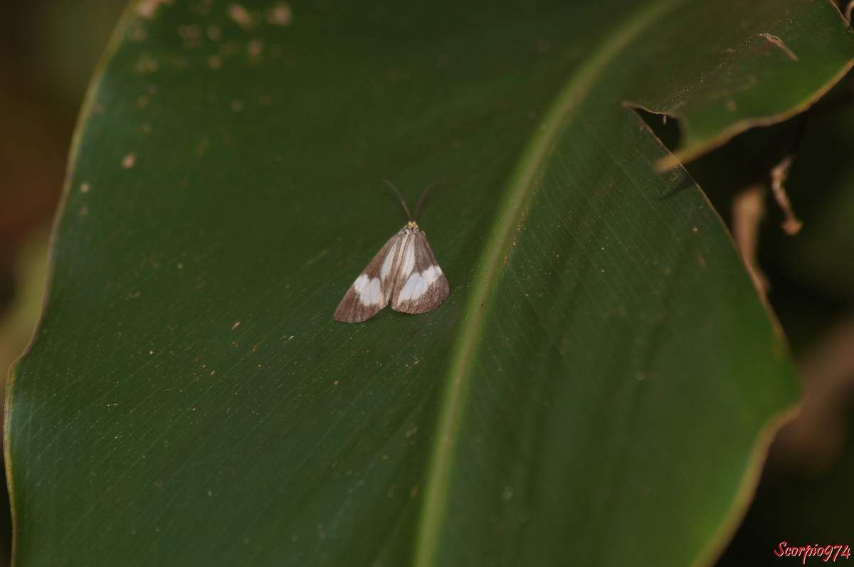 Deilemera howa. - Deilemera madagascarica. - Deilemera Pauli. - Leptosoma insulare. - Leptosoma concors Bulter, 1879. - Nychthemera rasana Mabille, 1879, Nyctemera insulare (Boisduval, 1833), papilon noir et blanc, papillon noire et blanc de la Réunion, papillon de la Réunion, papillon moyen de la Réunion