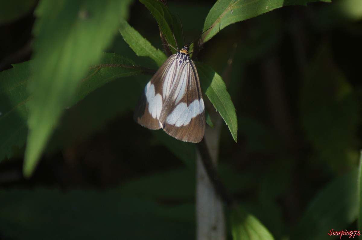 Deilemera howa. - Deilemera madagascarica. - Deilemera Pauli. - Leptosoma insulare. - Leptosoma concors Bulter, 1879. - Nychthemera rasana Mabille, 1879, Nyctemera insulare (Boisduval, 1833), papilon noir et blanc, papillon noire et blanc de la Réunion, papillon de la Réunion, papillon moyen de la Réunion