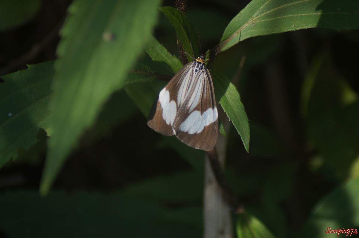 Deilemera howa. - Deilemera madagascarica. - Deilemera Pauli. - Leptosoma insulare. - Leptosoma concors Bulter, 1879. - Nychthemera rasana Mabille, 1879, Nyctemera insulare (Boisduval, 1833), papilon noir et blanc, papillon noire et blanc de la Réunion, papillon de la Réunion, papillon moyen de la Réunion