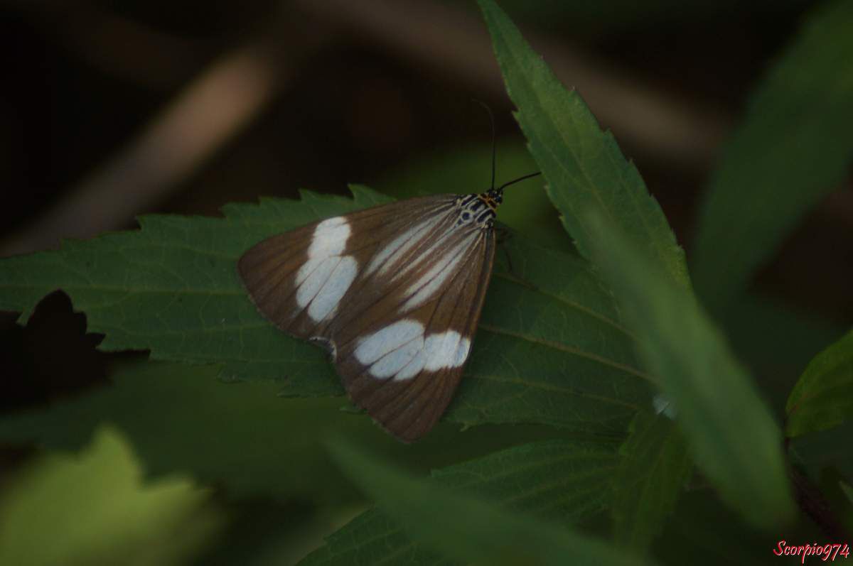 Deilemera howa. - Deilemera madagascarica. - Deilemera Pauli. - Leptosoma insulare. - Leptosoma concors Bulter, 1879. - Nychthemera rasana Mabille, 1879, Nyctemera insulare (Boisduval, 1833), papilon noir et blanc, papillon noire et blanc de la Réunion, papillon de la Réunion, papillon moyen de la Réunion