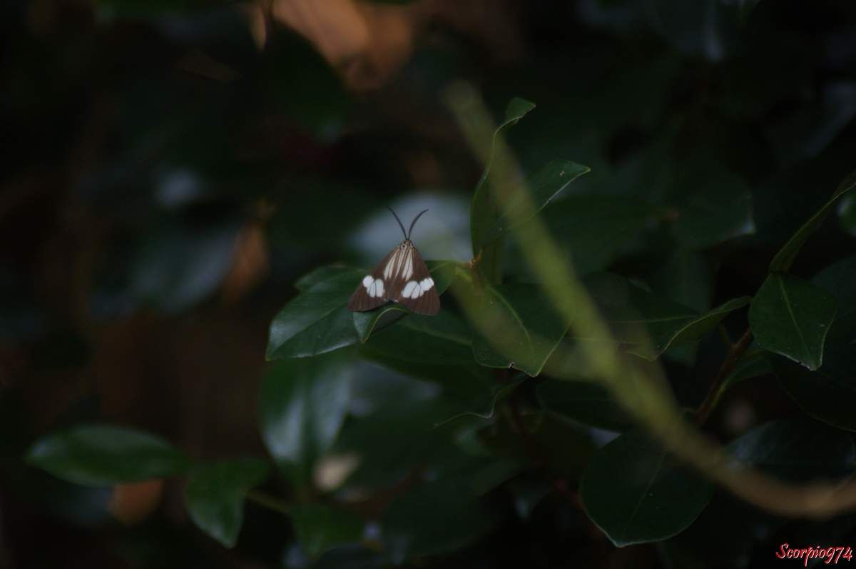 Deilemera howa. - Deilemera madagascarica. - Deilemera Pauli. - Leptosoma insulare. - Leptosoma concors Bulter, 1879. - Nychthemera rasana Mabille, 1879, Nyctemera insulare (Boisduval, 1833), papilon noir et blanc, papillon noire et blanc de la Réunion, papillon de la Réunion, papillon moyen de la Réunion