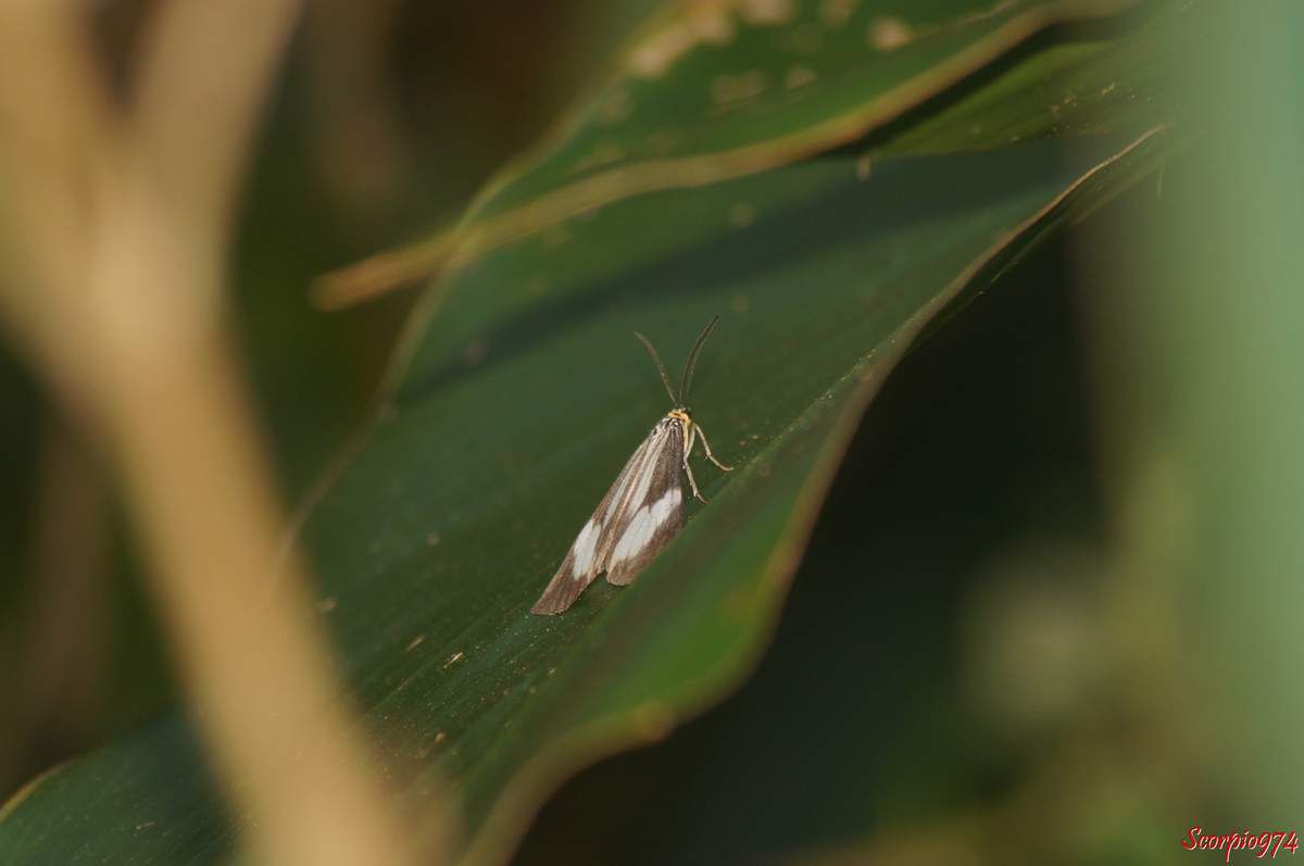 Deilemera howa. - Deilemera madagascarica. - Deilemera Pauli. - Leptosoma insulare. - Leptosoma concors Bulter, 1879. - Nychthemera rasana Mabille, 1879, Nyctemera insulare (Boisduval, 1833), papilon noir et blanc, papillon noire et blanc de la Réunion, papillon de la Réunion, papillon moyen de la Réunion