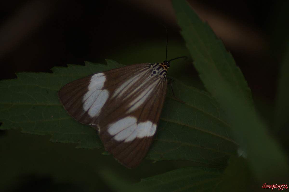 Deilemera howa. - Deilemera madagascarica. - Deilemera Pauli. - Leptosoma insulare. - Leptosoma concors Bulter, 1879. - Nychthemera rasana Mabille, 1879, Nyctemera insulare (Boisduval, 1833), papilon noir et blanc, papillon noire et blanc de la Réunion, papillon de la Réunion, papillon moyen de la Réunion