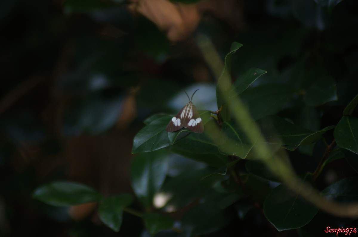 Deilemera howa. - Deilemera madagascarica. - Deilemera Pauli. - Leptosoma insulare. - Leptosoma concors Bulter, 1879. - Nychthemera rasana Mabille, 1879, Nyctemera insulare (Boisduval, 1833), papilon noir et blanc, papillon noire et blanc de la Réunion, papillon de la Réunion, papillon moyen de la Réunion