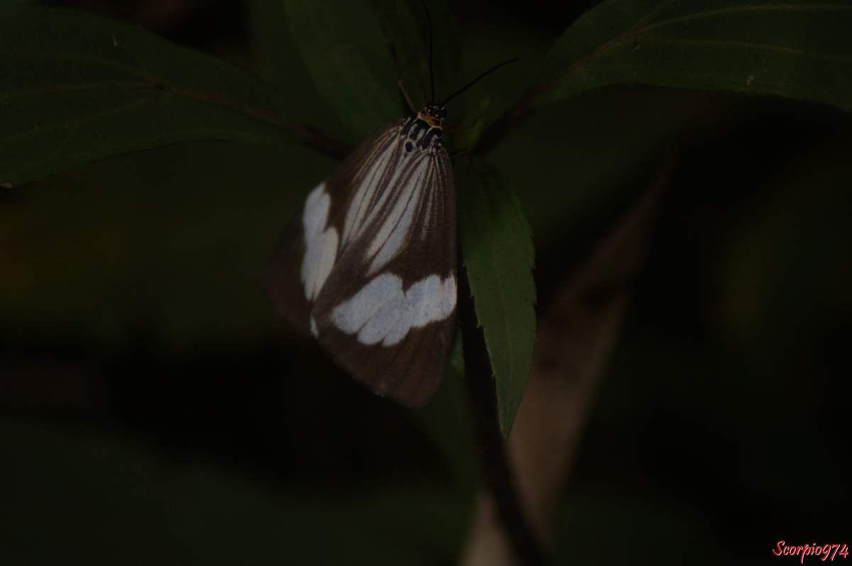 Deilemera howa. - Deilemera madagascarica. - Deilemera Pauli. - Leptosoma insulare. - Leptosoma concors Bulter, 1879. - Nychthemera rasana Mabille, 1879, Nyctemera insulare (Boisduval, 1833), papilon noir et blanc, papillon noire et blanc de la Réunion, papillon de la Réunion, papillon moyen de la Réunion