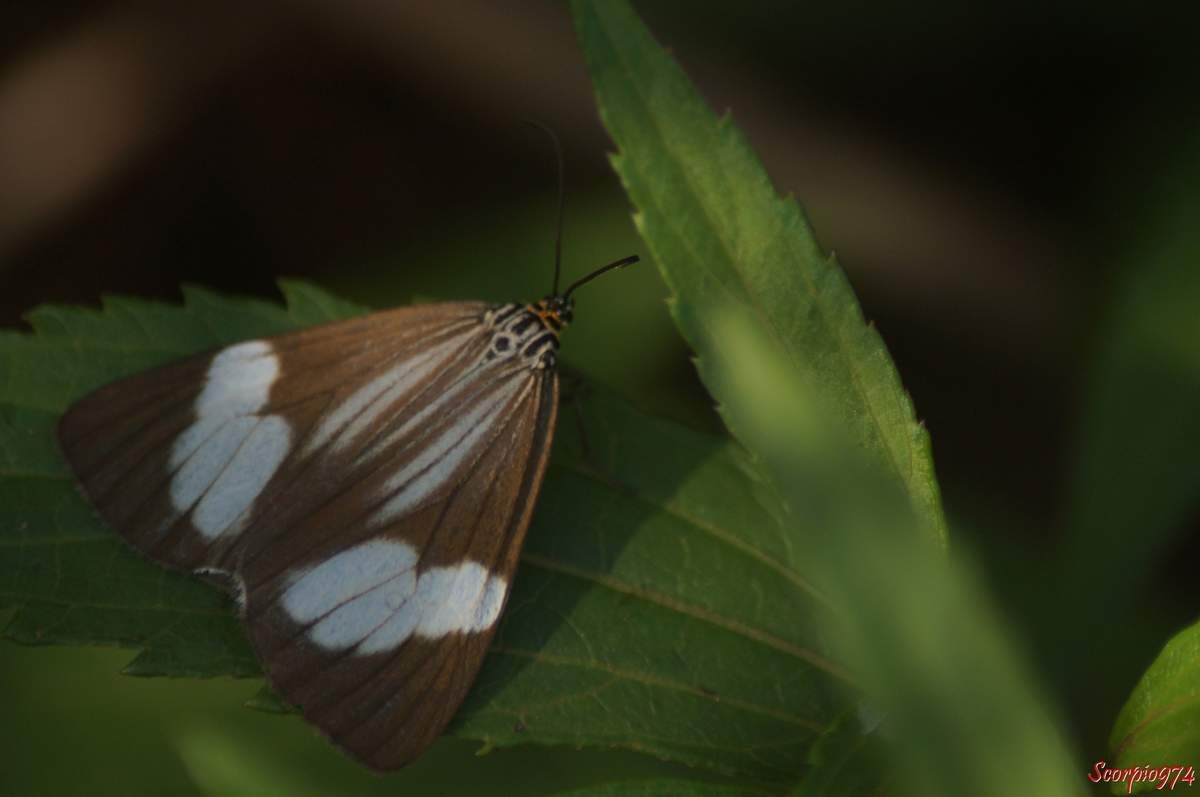 Deilemera howa. - Deilemera madagascarica. - Deilemera Pauli. - Leptosoma insulare. - Leptosoma concors Bulter, 1879. - Nychthemera rasana Mabille, 1879, Nyctemera insulare (Boisduval, 1833), papilon noir et blanc, papillon noire et blanc de la Réunion, papillon de la Réunion, papillon moyen de la Réunion
