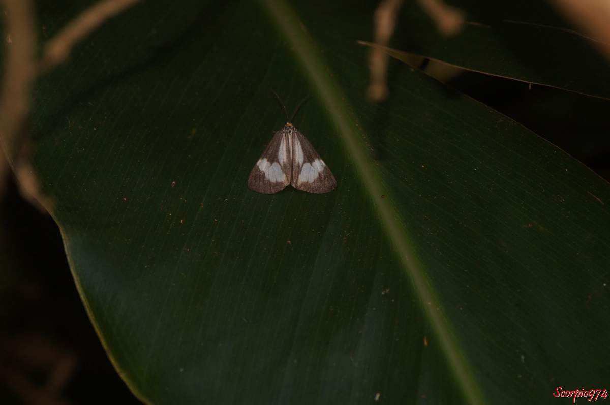 Deilemera howa. - Deilemera madagascarica. - Deilemera Pauli. - Leptosoma insulare. - Leptosoma concors Bulter, 1879. - Nychthemera rasana Mabille, 1879, Nyctemera insulare (Boisduval, 1833), papilon noir et blanc, papillon noire et blanc de la Réunion, papillon de la Réunion, papillon moyen de la Réunion