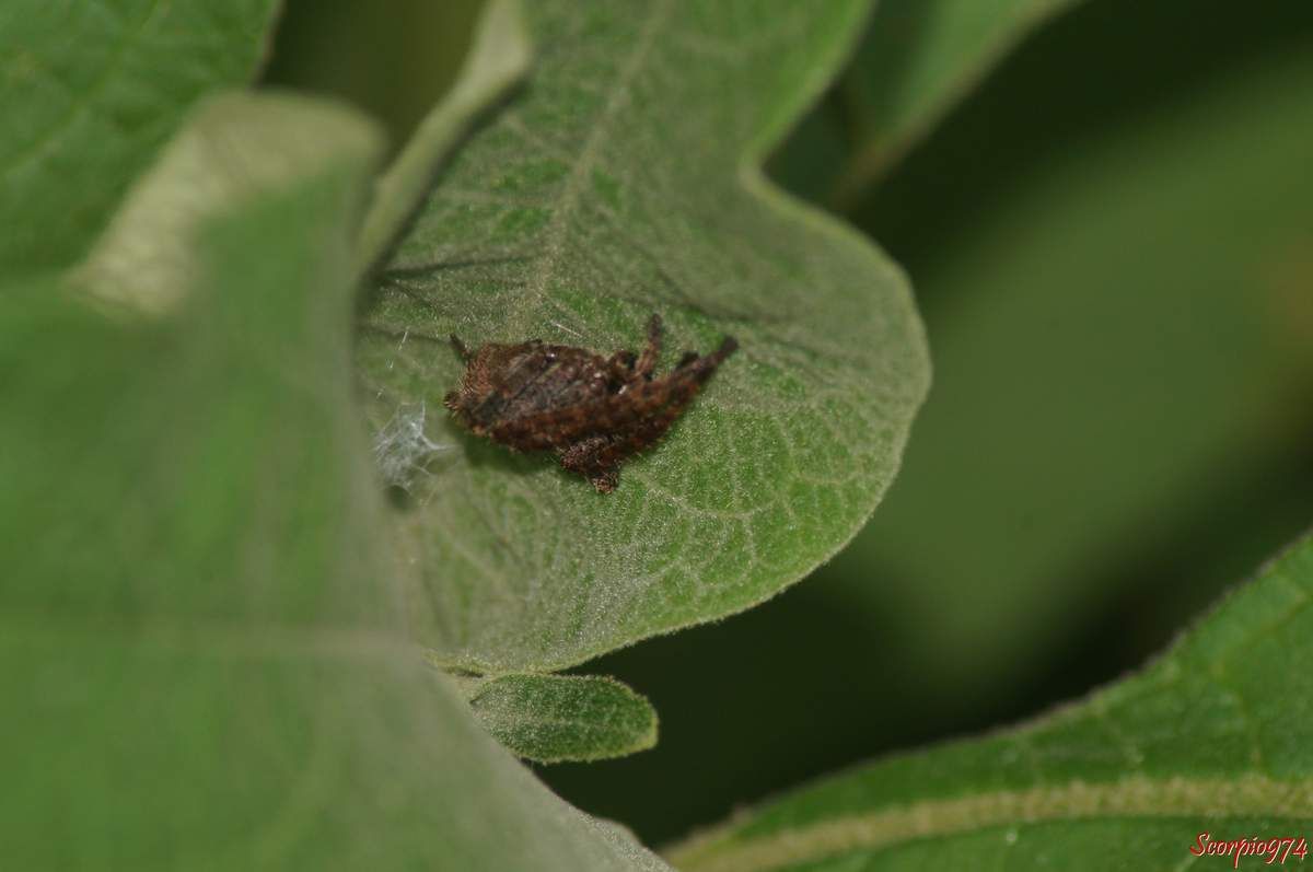 Epeire, Neoscona sp, Araignée poilue nocturne, araignée de la Réunion, petite araignée.
