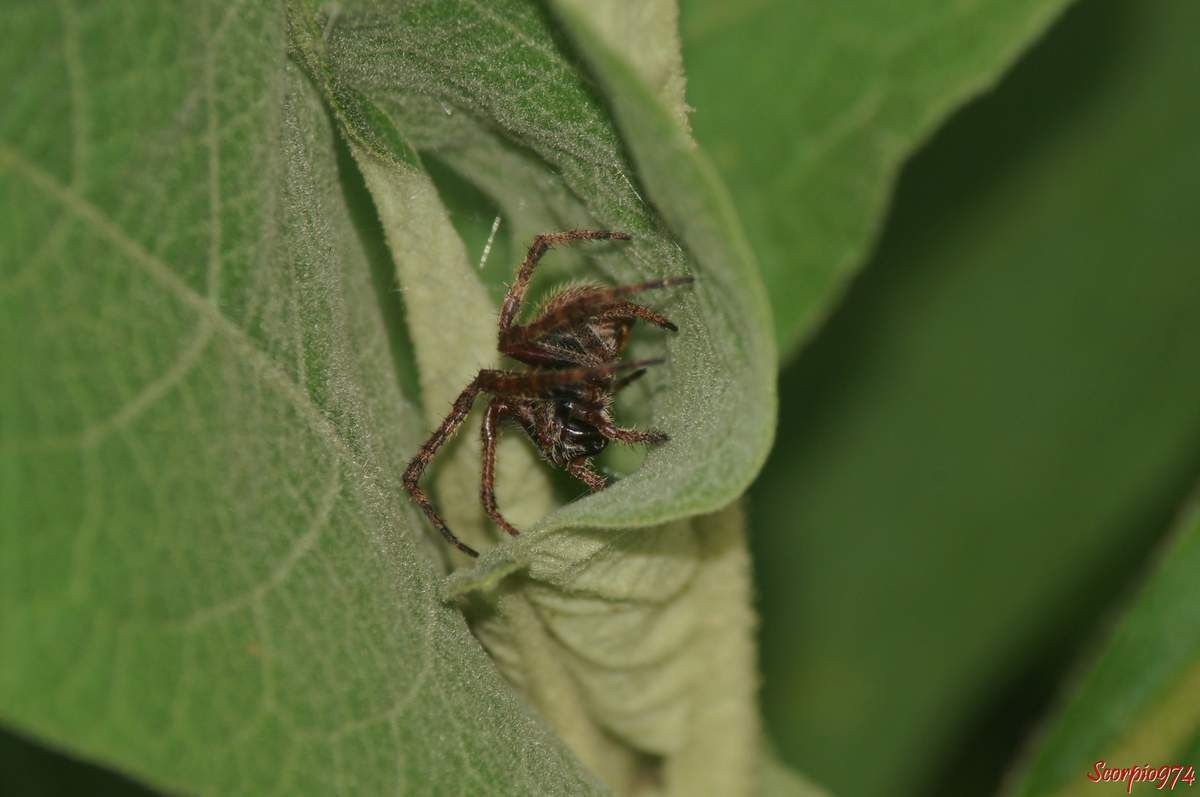 Epeire, Neoscona sp, Araignée poilue nocturne, araignée de la Réunion, petite araignée.