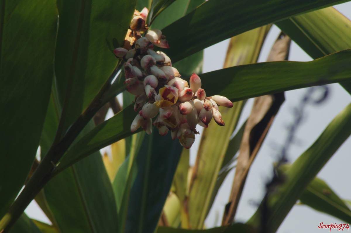  Flore, flore 974, flore Réunion, flore de la Réunion, flore à la Réunion, fleur, fleur 974, fleur Réunion, fleur de la Réunion, fleur à la Réunion, fleur rose, fleur rose 974, fleur rose Réunion, fleur rose de la Réunion, fleur rose à la Réunion, Fleur introduite, Fleur introduite 974, Fleur introduite Réunion, Fleur introduite de la Réunion, Fleur introduite à la Réunion, flore introduite, flore introduite 974, flore introduite Réunion, flore introduite de la Réunion, flore introduite à la Réunion, Espèce médicinale, Espèce médicinale 974, Espèce médicinale Réunion, Espèce médicinale à la Réunion, Espèce médicinale de la Réunion, plante médicinale, plante médicinale 974, plante médicinale Réunion, plante médicinale de la Réunion, plante médicinale à la Réunion, Comestibles, comestible 974, comestible Réunion, comestible de la Réunion, comestible à la Réunion, espèce comestible, espèce comestible 974, espèce comestible Réunion, espèce comestible à la Réunion, espèce comestible de la Réunion, Gingembre coquille, Gingembre coquille 974, Gingembre coquille Réunion, Gingembre coquille de la Réunion, Gingembre coquille à la Réunion, Fleur coquillage, Fleur coquillage 974, Fleur coquillage Réunion, Fleur coquillage de la Réunion, Fleur coquillage à la Réunion, A tous maux, A tous maux 974, A tous maux Réunion, A tous maux à la Réunion, A tous maux de la Réunion, Larmes de la Vierge, Larmes de la Vierge 974, Larmes de la Vierge Réunion, Larmes de la Vierge à la Réunion, Larmes de la Vierge de la Réunion, Longose, longose 974, longose Réunion, longose à la Réunion, longose de la Réunion, Sakai viro lambo, Tsingizo masera, Alpinia nutans auct. non (L.) Roscoe, 1805, Alpinia nutans auct. non (L.) Roscoe, 1805 974, Alpinia nutans auct. non (L.) Roscoe, 1805 Réunion, Alpinia nutans auct. non (L.) Roscoe, 1805 à la Réunion, Alpinia nutans auct. non (L.) Roscoe, 1805 de la Réunion, Alpinia nutans (auct. non (L.) Roscoe, 1805), Alpinia nutans (auct. non (L.) Roscoe, 1805) 974, Alpinia nutans (auct. non (L.) Roscoe, 1805) Réunion, Alpinia nutans (auct. non (L.) Roscoe, 1805) de la Réunion, Alpinia nutans (auct. non (L.) Roscoe, 1805) à la Réunion, Alpinia speciosa (J.C.Wendl.) K.Schum., 1887, Alpinia speciosa (J.C.Wendl.) K.Schum., 1887 974, Alpinia speciosa (J.C.Wendl.) K.Schum., 1887 Réunion, Alpinia speciosa (J.C.Wendl.) K.Schum., 1887 à la Réunion, Alpinia speciosa (J.C.Wendl.) K.Schum., 1887 de la Réunion, Alpinia speciosa ((J.C.Wendl.) K.Schum., 1887), Alpinia speciosa ((J.C.Wendl.) K.Schum., 1887) 974, Alpinia speciosa ((J.C.Wendl.) K.Schum., 1887) Réunion, Alpinia speciosa ((J.C.Wendl.) K.Schum., 1887) à la Réunion, Alpinia speciosa ((J.C.Wendl.) K.Schum., 1887) de la Réunion, Catimbium speciosum (J.C.Wendl.) Holttum, 1950, Catimbium speciosum (J.C.Wendl.) Holttum, 1950 974, Catimbium speciosum (J.C.Wendl.) Holttum, 1950 Réunion, Catimbium speciosum (J.C.Wendl.) Holttum, 1950 de la Réunion, Catimbium speciosum (J.C.Wendl.) Holttum, 1950 à la Réunion, Catimbium speciosum ((J.C.Wendl.) Holttum, 1950), Catimbium speciosum ((J.C.Wendl.) Holttum, 1950) 974, Catimbium speciosum ((J.C.Wendl.) Holttum, 1950) Réunion, Catimbium speciosum ((J.C.Wendl.) Holttum, 1950) de la Réunion, Catimbium speciosum ((J.C.Wendl.) Holttum, 1950) à la Réunion, Costus zerumbet Pers., 1805, Costus zerumbet Pers., 1805 974, Costus zerumbet Pers., 1805 Réunion, Costus zerumbet Pers., 1805 de la Réunion, Costus zerumbet (Pers., 1805), Costus zerumbet (Pers., 1805) 974, Costus zerumbet (Pers., 1805) Réunion, Costus zerumbet (Pers., 1805) de la Réunion, Costus zerumbet (Pers., 1805) à la Réunion, Languas speciosa (J.C.Wendl.) Small, 1913, Languas speciosa (J.C.Wendl.) Small, 1913 974, Languas speciosa (J.C.Wendl.) Small, 1913 Réunion, Languas speciosa (J.C.Wendl.) Small, 1913 de la Réunion, Languas speciosa (J.C.Wendl.) Small, 1913 à la Réunion, Languas speciosa ((J.C.Wendl.) Small, 1913), Languas speciosa ((J.C.Wendl.) Small, 1913) 974, Languas speciosa ((J.C.Wendl.) Small, 1913) Réunion, Languas speciosa ((J.C.Wendl.) Small, 1913) à la Réunion, Languas speciosa ((J.C.Wendl.) Small, 1913) de la Réunion,  Zerumbet speciosum J.C.Wendl., 1798 , Zerumbet speciosum J.C.Wendl., 1798 974, Zerumbet speciosum J.C.Wendl., 1798 Réunion, Zerumbet speciosum J.C.Wendl., 1798 de la Réunion, Zerumbet speciosum J.C.Wendl., 1798 à la Réunion, Zerumbet speciosum (J.C.Wendl., 1798), Zerumbet speciosum (J.C.Wendl., 1798) 974, Zerumbet speciosum (J.C.Wendl., 1798) Réunion, Zerumbet speciosum (J.C.Wendl., 1798) de la Réunion, Zerumbet speciosum (J.C.Wendl., 1798) à la Réunion, Alpinia cristata Griff., Alpinia cristata Griff. 974, Alpinia cristata Griff. Réunion, Alpinia cristata Griff. de la Réunion, Alpinia cristata Griff. à la Réunion, Alpinia fimbriata Gagnep, Alpinia fimbriata Gagnep 974, Alpinia fimbriata Gagnep Réunion, Alpinia fimbriata Gagnep de la Réunion, Alpinia fimbriata Gagnep à la Réunion, Alpinia fluvitialis Hayata, Alpinia fluvitialis Hayata 974, Alpinia fluvitialis Hayata Réunion, Alpinia fluvitialis Hayata de la Réunion, Alpinia fluvitialis Hayata à la Réunion, Alpinia schumanniana Valeton. Alpinia schumanniana Valeton 974, Alpinia schumanniana Valeton Réunion, Alpinia schumanniana Valeton de la Réunion, Alpinia schumanniana Valeton à la Réunion, Amomum nutans (Andrews) Schult, Amomum nutans (Andrews) Schult 974, Amomum nutans (Andrews) Schult Réunion,  Amomum nutans (Andrews) Schult de la Réunion, Amomum nutans (Andrews) Schult à la Réunion, Catimbium speciosum (J.C.Wendl.) Holttum, Catimbium speciosum (J.C.Wendl.) Holttum 974, Catimbium speciosum (J.C.Wendl.) Holttum Réunion, Catimbium speciosum (J.C.Wendl.) Holttum à la Réunion, Catimbium speciosum (J.C.Wendl.) Holttum de la Réunion, Costus zerumbet Pers, Costus zerumbet Pers 974, Costus zerumbet Pers Réunion, Costus zerumbet Pers à la Réunion, Costus zerumbet Pers de la Réunion, Languas schumanniana (Valeton) Sasaki, Languas schumanniana (Valeton) Sasaki 974, Languas schumanniana (Valeton) Sasaki Réunion, Languas schumanniana (Valeton) Sasaki de la Réunion, Languas schumanniana (Valeton) Sasaki à la Réunion, Languas speciosa (J.C.Wendl.) Small, Languas speciosa (J.C.Wendl.) Small 974, Languas speciosa (J.C.Wendl.) Small Réunion, Languas speciosa (J.C.Wendl.) Small de la Réunion, Languas speciosa (J.C.Wendl.) Small à la Réunion, Renealmia nutans Andrews, Renealmia nutans Andrews 974, Renealmia nutans Andrews Réunion, Renealmia nutans Andrews à la Réunion, Renealmia nutans Andrews de la Réunion, Renealmia spectabilis Rusby. Zerumbet speciosum J.C.Wendl, Renealmia spectabilis Rusby. Zerumbet speciosum J.C.Wendl 974, Renealmia spectabilis Rusby. Zerumbet speciosum J.C.Wendl Réunion, Renealmia spectabilis Rusby. Zerumbet speciosum J.C.Wendl de la Réunion, Renealmia spectabilis Rusby. Zerumbet speciosum J.C.Wendl à la Réunion, Alpinia zerumbet B.L. Burtt et R.M. Sm, Alpinia zerumbet B.L. Burtt et R.M. Sm 974, Alpinia zerumbet B.L. Burtt et R.M. Sm Réunion, Alpinia zerumbet B.L. Burtt et R.M. Sm à la Réunion, Alpinia zerumbet B.L. Burtt et R.M. Sm de la Réunion, Gingembre Coquille, Alpinia zerumbet B.L. Burtt et R.M. Sm, fleur, Fleur coquillage, Larmes de la Vierge, Alpinia cristata Griff, Alpinia fimbriata Gagnep, Alpinia fluvitialis Hayata, Alpinia schumanniana Valeton, Amomum nutans (Andrews) Schult, Catimbium speciosum (J. C. Wendl.) Holttum, Costis zerumbet Pers, Languas speciosa (J. C. Wendl;) Small, Renealmia nutans andrews, Reneamia spectabillis Ruby, Zerumbet speciosul J. C. Wendl, Zingiberales, Zingiberaceae, Zingiberacées, Alpinioideae, Alpinieae, Alpinia Roxb.