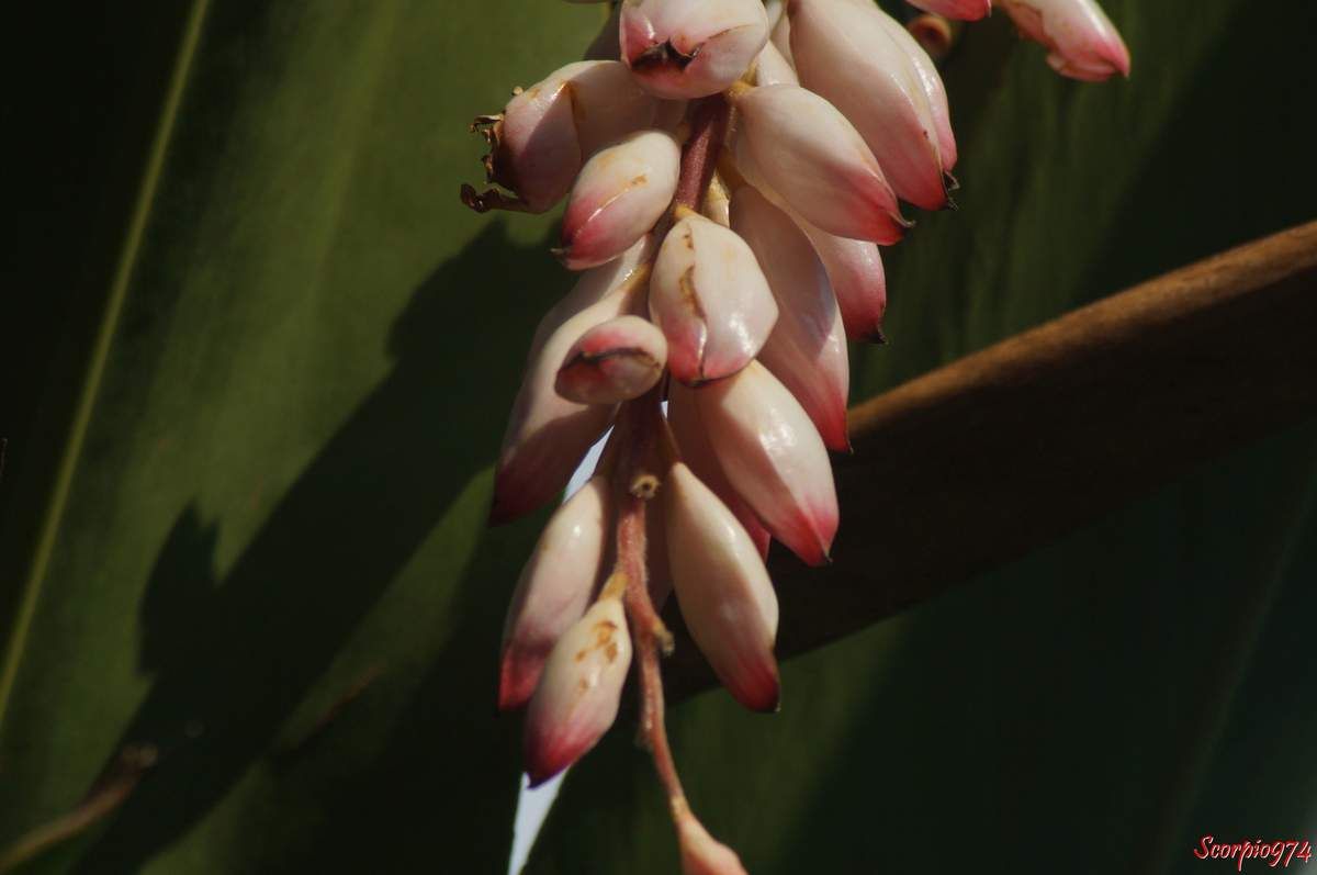  Flore, flore 974, flore Réunion, flore de la Réunion, flore à la Réunion, fleur, fleur 974, fleur Réunion, fleur de la Réunion, fleur à la Réunion, fleur rose, fleur rose 974, fleur rose Réunion, fleur rose de la Réunion, fleur rose à la Réunion, Fleur introduite, Fleur introduite 974, Fleur introduite Réunion, Fleur introduite de la Réunion, Fleur introduite à la Réunion, flore introduite, flore introduite 974, flore introduite Réunion, flore introduite de la Réunion, flore introduite à la Réunion, Espèce médicinale, Espèce médicinale 974, Espèce médicinale Réunion, Espèce médicinale à la Réunion, Espèce médicinale de la Réunion, plante médicinale, plante médicinale 974, plante médicinale Réunion, plante médicinale de la Réunion, plante médicinale à la Réunion, Comestibles, comestible 974, comestible Réunion, comestible de la Réunion, comestible à la Réunion, espèce comestible, espèce comestible 974, espèce comestible Réunion, espèce comestible à la Réunion, espèce comestible de la Réunion, Gingembre coquille, Gingembre coquille 974, Gingembre coquille Réunion, Gingembre coquille de la Réunion, Gingembre coquille à la Réunion, Fleur coquillage, Fleur coquillage 974, Fleur coquillage Réunion, Fleur coquillage de la Réunion, Fleur coquillage à la Réunion, A tous maux, A tous maux 974, A tous maux Réunion, A tous maux à la Réunion, A tous maux de la Réunion, Larmes de la Vierge, Larmes de la Vierge 974, Larmes de la Vierge Réunion, Larmes de la Vierge à la Réunion, Larmes de la Vierge de la Réunion, Longose, longose 974, longose Réunion, longose à la Réunion, longose de la Réunion, Sakai viro lambo, Tsingizo masera, Alpinia nutans auct. non (L.) Roscoe, 1805, Alpinia nutans auct. non (L.) Roscoe, 1805 974, Alpinia nutans auct. non (L.) Roscoe, 1805 Réunion, Alpinia nutans auct. non (L.) Roscoe, 1805 à la Réunion, Alpinia nutans auct. non (L.) Roscoe, 1805 de la Réunion, Alpinia nutans (auct. non (L.) Roscoe, 1805), Alpinia nutans (auct. non (L.) Roscoe, 1805) 974, Alpinia nutans (auct. non (L.) Roscoe, 1805) Réunion, Alpinia nutans (auct. non (L.) Roscoe, 1805) de la Réunion, Alpinia nutans (auct. non (L.) Roscoe, 1805) à la Réunion, Alpinia speciosa (J.C.Wendl.) K.Schum., 1887, Alpinia speciosa (J.C.Wendl.) K.Schum., 1887 974, Alpinia speciosa (J.C.Wendl.) K.Schum., 1887 Réunion, Alpinia speciosa (J.C.Wendl.) K.Schum., 1887 à la Réunion, Alpinia speciosa (J.C.Wendl.) K.Schum., 1887 de la Réunion, Alpinia speciosa ((J.C.Wendl.) K.Schum., 1887), Alpinia speciosa ((J.C.Wendl.) K.Schum., 1887) 974, Alpinia speciosa ((J.C.Wendl.) K.Schum., 1887) Réunion, Alpinia speciosa ((J.C.Wendl.) K.Schum., 1887) à la Réunion, Alpinia speciosa ((J.C.Wendl.) K.Schum., 1887) de la Réunion, Catimbium speciosum (J.C.Wendl.) Holttum, 1950, Catimbium speciosum (J.C.Wendl.) Holttum, 1950 974, Catimbium speciosum (J.C.Wendl.) Holttum, 1950 Réunion, Catimbium speciosum (J.C.Wendl.) Holttum, 1950 de la Réunion, Catimbium speciosum (J.C.Wendl.) Holttum, 1950 à la Réunion, Catimbium speciosum ((J.C.Wendl.) Holttum, 1950), Catimbium speciosum ((J.C.Wendl.) Holttum, 1950) 974, Catimbium speciosum ((J.C.Wendl.) Holttum, 1950) Réunion, Catimbium speciosum ((J.C.Wendl.) Holttum, 1950) de la Réunion, Catimbium speciosum ((J.C.Wendl.) Holttum, 1950) à la Réunion, Costus zerumbet Pers., 1805, Costus zerumbet Pers., 1805 974, Costus zerumbet Pers., 1805 Réunion, Costus zerumbet Pers., 1805 de la Réunion, Costus zerumbet (Pers., 1805), Costus zerumbet (Pers., 1805) 974, Costus zerumbet (Pers., 1805) Réunion, Costus zerumbet (Pers., 1805) de la Réunion, Costus zerumbet (Pers., 1805) à la Réunion, Languas speciosa (J.C.Wendl.) Small, 1913, Languas speciosa (J.C.Wendl.) Small, 1913 974, Languas speciosa (J.C.Wendl.) Small, 1913 Réunion, Languas speciosa (J.C.Wendl.) Small, 1913 de la Réunion, Languas speciosa (J.C.Wendl.) Small, 1913 à la Réunion, Languas speciosa ((J.C.Wendl.) Small, 1913), Languas speciosa ((J.C.Wendl.) Small, 1913) 974, Languas speciosa ((J.C.Wendl.) Small, 1913) Réunion, Languas speciosa ((J.C.Wendl.) Small, 1913) à la Réunion, Languas speciosa ((J.C.Wendl.) Small, 1913) de la Réunion,  Zerumbet speciosum J.C.Wendl., 1798 , Zerumbet speciosum J.C.Wendl., 1798 974, Zerumbet speciosum J.C.Wendl., 1798 Réunion, Zerumbet speciosum J.C.Wendl., 1798 de la Réunion, Zerumbet speciosum J.C.Wendl., 1798 à la Réunion, Zerumbet speciosum (J.C.Wendl., 1798), Zerumbet speciosum (J.C.Wendl., 1798) 974, Zerumbet speciosum (J.C.Wendl., 1798) Réunion, Zerumbet speciosum (J.C.Wendl., 1798) de la Réunion, Zerumbet speciosum (J.C.Wendl., 1798) à la Réunion, Alpinia cristata Griff., Alpinia cristata Griff. 974, Alpinia cristata Griff. Réunion, Alpinia cristata Griff. de la Réunion, Alpinia cristata Griff. à la Réunion, Alpinia fimbriata Gagnep, Alpinia fimbriata Gagnep 974, Alpinia fimbriata Gagnep Réunion, Alpinia fimbriata Gagnep de la Réunion, Alpinia fimbriata Gagnep à la Réunion, Alpinia fluvitialis Hayata, Alpinia fluvitialis Hayata 974, Alpinia fluvitialis Hayata Réunion, Alpinia fluvitialis Hayata de la Réunion, Alpinia fluvitialis Hayata à la Réunion, Alpinia schumanniana Valeton. Alpinia schumanniana Valeton 974, Alpinia schumanniana Valeton Réunion, Alpinia schumanniana Valeton de la Réunion, Alpinia schumanniana Valeton à la Réunion, Amomum nutans (Andrews) Schult, Amomum nutans (Andrews) Schult 974, Amomum nutans (Andrews) Schult Réunion,  Amomum nutans (Andrews) Schult de la Réunion, Amomum nutans (Andrews) Schult à la Réunion, Catimbium speciosum (J.C.Wendl.) Holttum, Catimbium speciosum (J.C.Wendl.) Holttum 974, Catimbium speciosum (J.C.Wendl.) Holttum Réunion, Catimbium speciosum (J.C.Wendl.) Holttum à la Réunion, Catimbium speciosum (J.C.Wendl.) Holttum de la Réunion, Costus zerumbet Pers, Costus zerumbet Pers 974, Costus zerumbet Pers Réunion, Costus zerumbet Pers à la Réunion, Costus zerumbet Pers de la Réunion, Languas schumanniana (Valeton) Sasaki, Languas schumanniana (Valeton) Sasaki 974, Languas schumanniana (Valeton) Sasaki Réunion, Languas schumanniana (Valeton) Sasaki de la Réunion, Languas schumanniana (Valeton) Sasaki à la Réunion, Languas speciosa (J.C.Wendl.) Small, Languas speciosa (J.C.Wendl.) Small 974, Languas speciosa (J.C.Wendl.) Small Réunion, Languas speciosa (J.C.Wendl.) Small de la Réunion, Languas speciosa (J.C.Wendl.) Small à la Réunion, Renealmia nutans Andrews, Renealmia nutans Andrews 974, Renealmia nutans Andrews Réunion, Renealmia nutans Andrews à la Réunion, Renealmia nutans Andrews de la Réunion, Renealmia spectabilis Rusby. Zerumbet speciosum J.C.Wendl, Renealmia spectabilis Rusby. Zerumbet speciosum J.C.Wendl 974, Renealmia spectabilis Rusby. Zerumbet speciosum J.C.Wendl Réunion, Renealmia spectabilis Rusby. Zerumbet speciosum J.C.Wendl de la Réunion, Renealmia spectabilis Rusby. Zerumbet speciosum J.C.Wendl à la Réunion, Alpinia zerumbet B.L. Burtt et R.M. Sm, Alpinia zerumbet B.L. Burtt et R.M. Sm 974, Alpinia zerumbet B.L. Burtt et R.M. Sm Réunion, Alpinia zerumbet B.L. Burtt et R.M. Sm à la Réunion, Alpinia zerumbet B.L. Burtt et R.M. Sm de la Réunion, Gingembre Coquille, Alpinia zerumbet B.L. Burtt et R.M. Sm, fleur, Fleur coquillage, Larmes de la Vierge, Alpinia cristata Griff, Alpinia fimbriata Gagnep, Alpinia fluvitialis Hayata, Alpinia schumanniana Valeton, Amomum nutans (Andrews) Schult, Catimbium speciosum (J. C. Wendl.) Holttum, Costis zerumbet Pers, Languas speciosa (J. C. Wendl;) Small, Renealmia nutans andrews, Reneamia spectabillis Ruby, Zerumbet speciosul J. C. Wendl, Zingiberales, Zingiberaceae, Zingiberacées, Alpinioideae, Alpinieae, Alpinia Roxb.