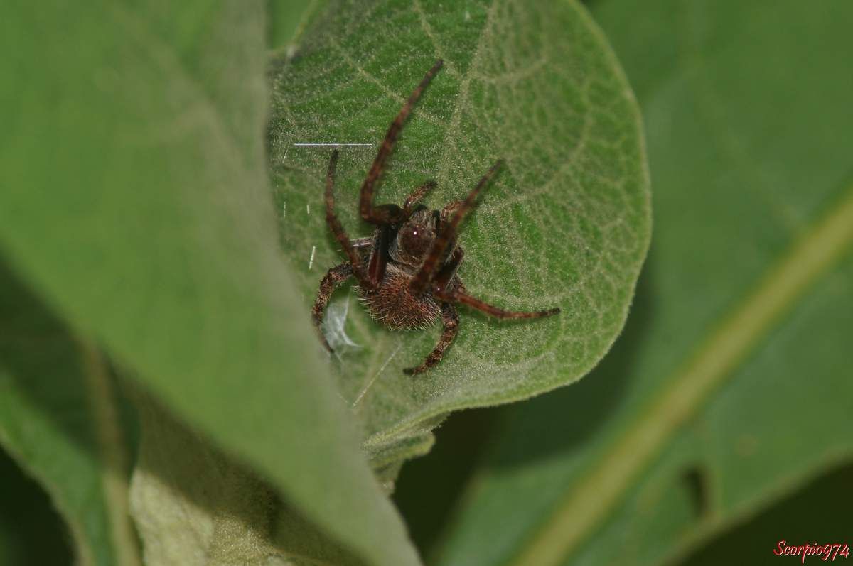 Epeire, Neoscona sp, Araignée poilue nocturne, araignée de la Réunion, petite araignée.