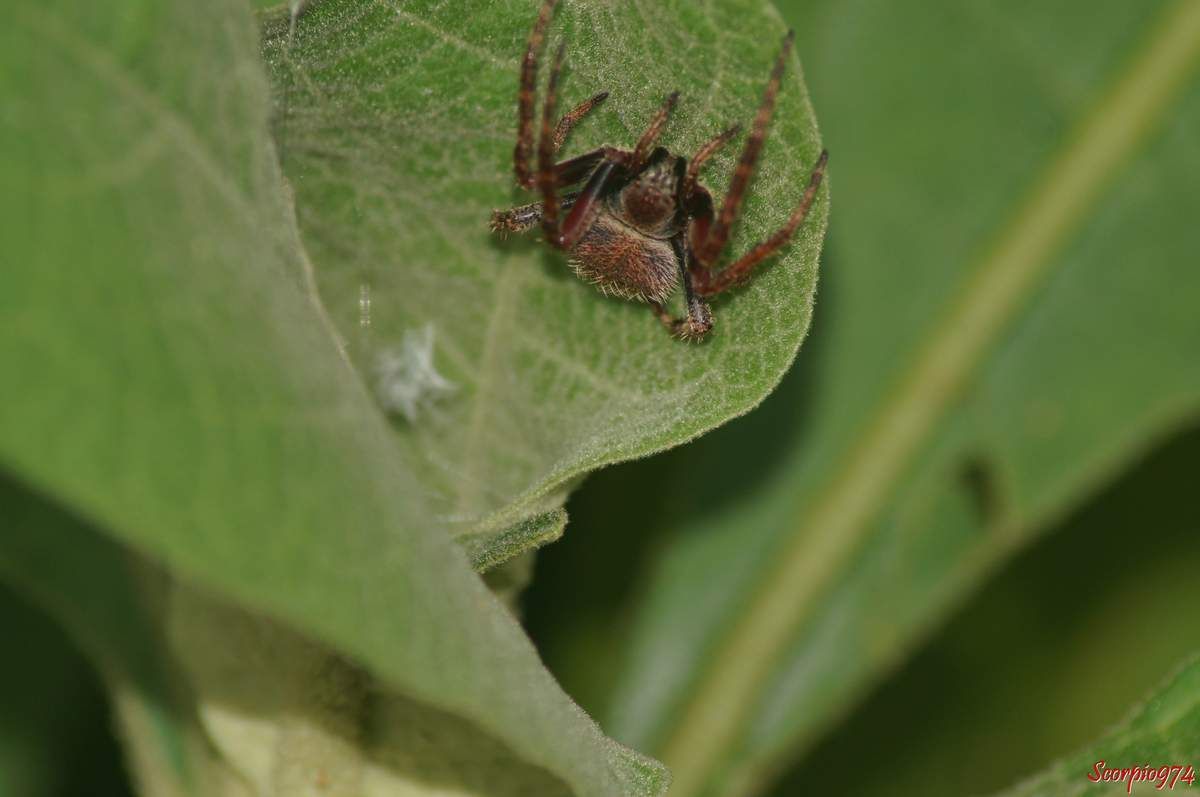 Epeire, Neoscona sp, Araignée poilue nocturne, araignée de la Réunion, petite araignée.
