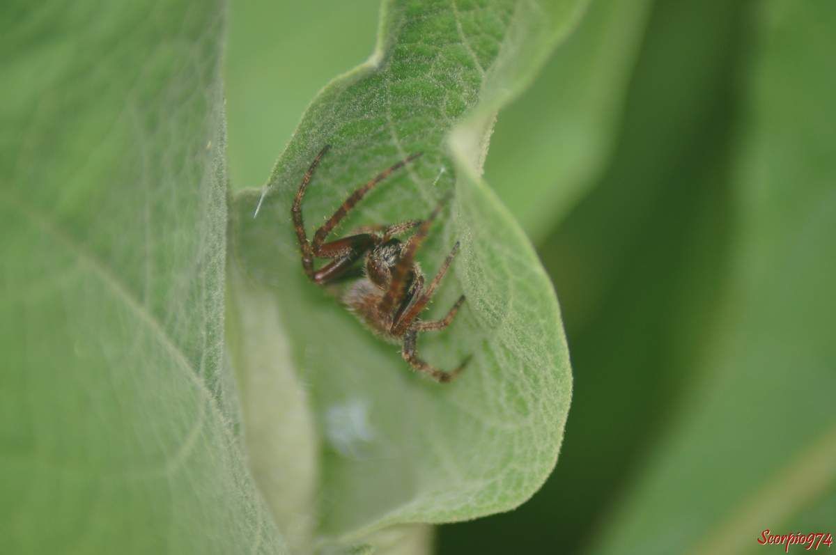 Epeire (Neoscona sp).