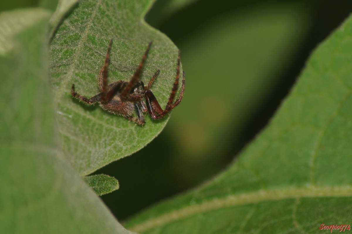 Epeire, Neoscona sp, Araignée poilue nocturne, araignée de la Réunion, petite araignée.