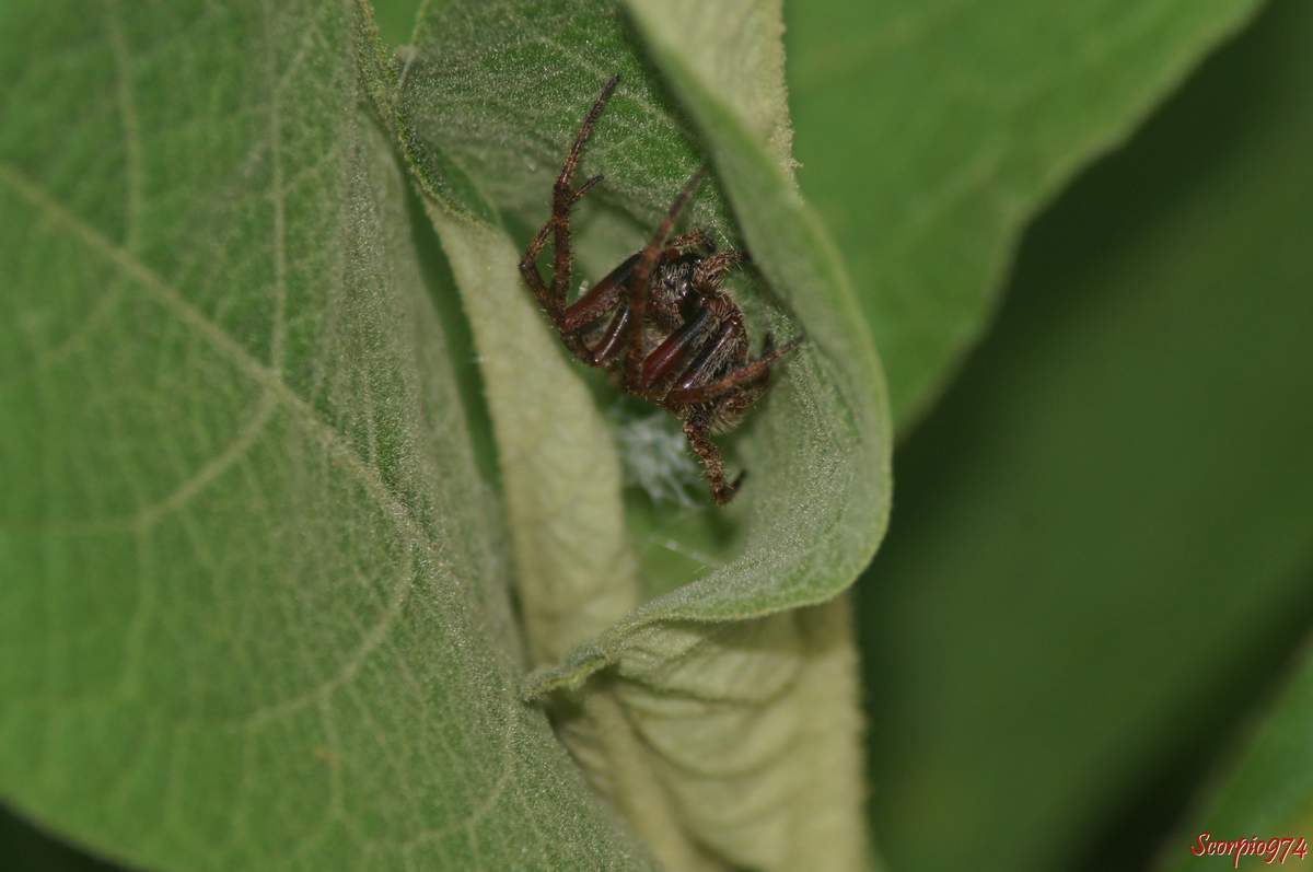 Epeire, Neoscona sp, Araignée poilue nocturne, araignée de la Réunion, petite araignée.